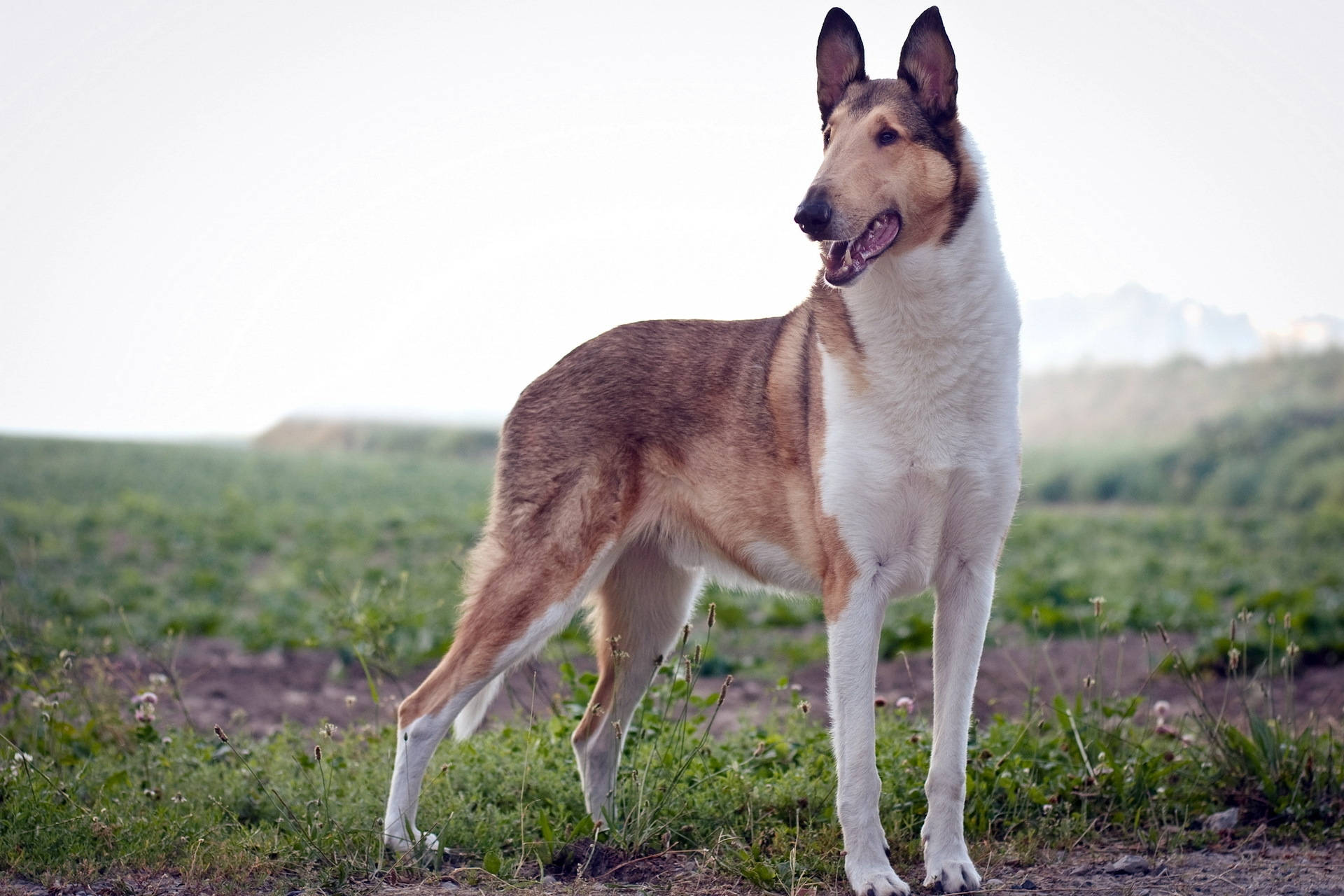 "Một chú Smooth Collie xinh đẹp đang chơi đùa trên cỏ!" Hình nền