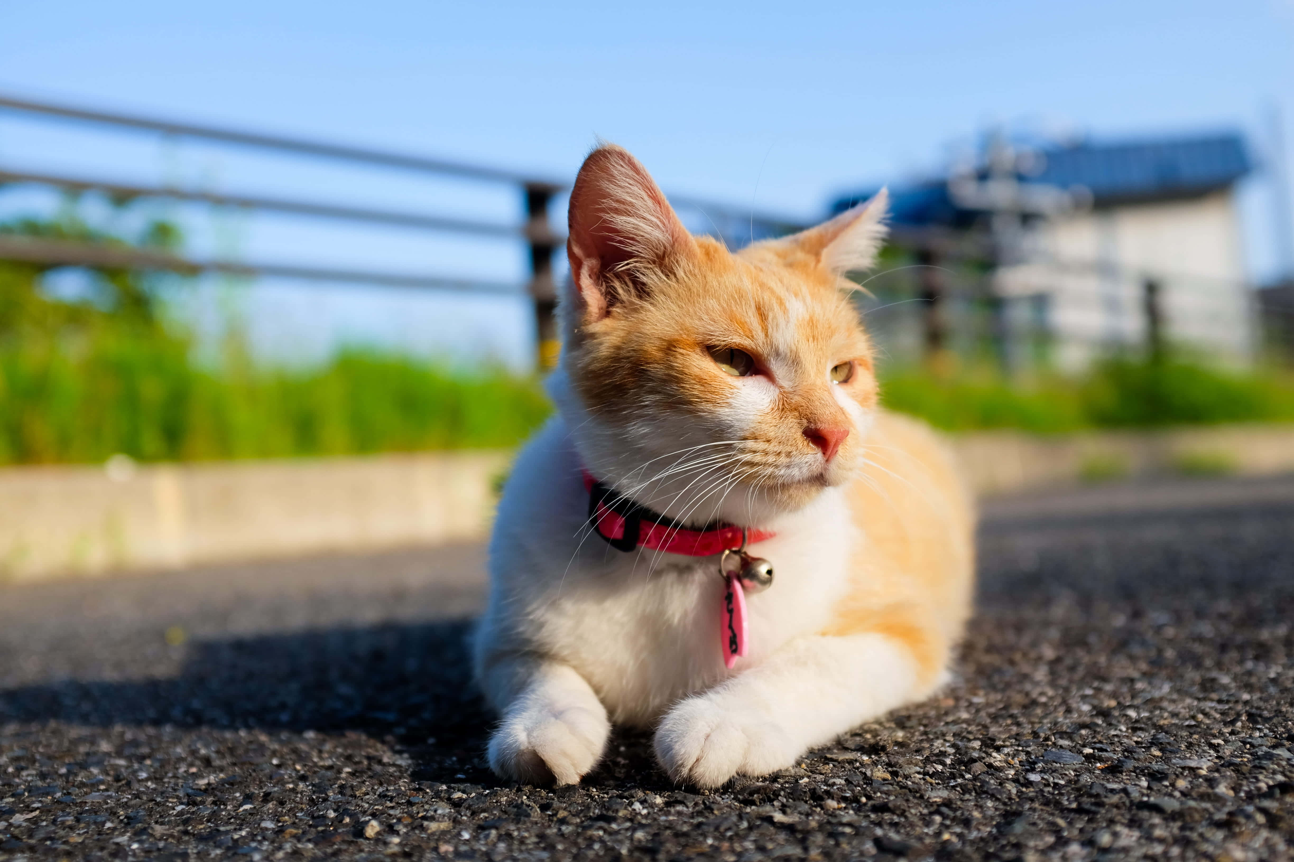 một con mèo đang nằm trên đường với vòng cổ màu hồng Hình nền