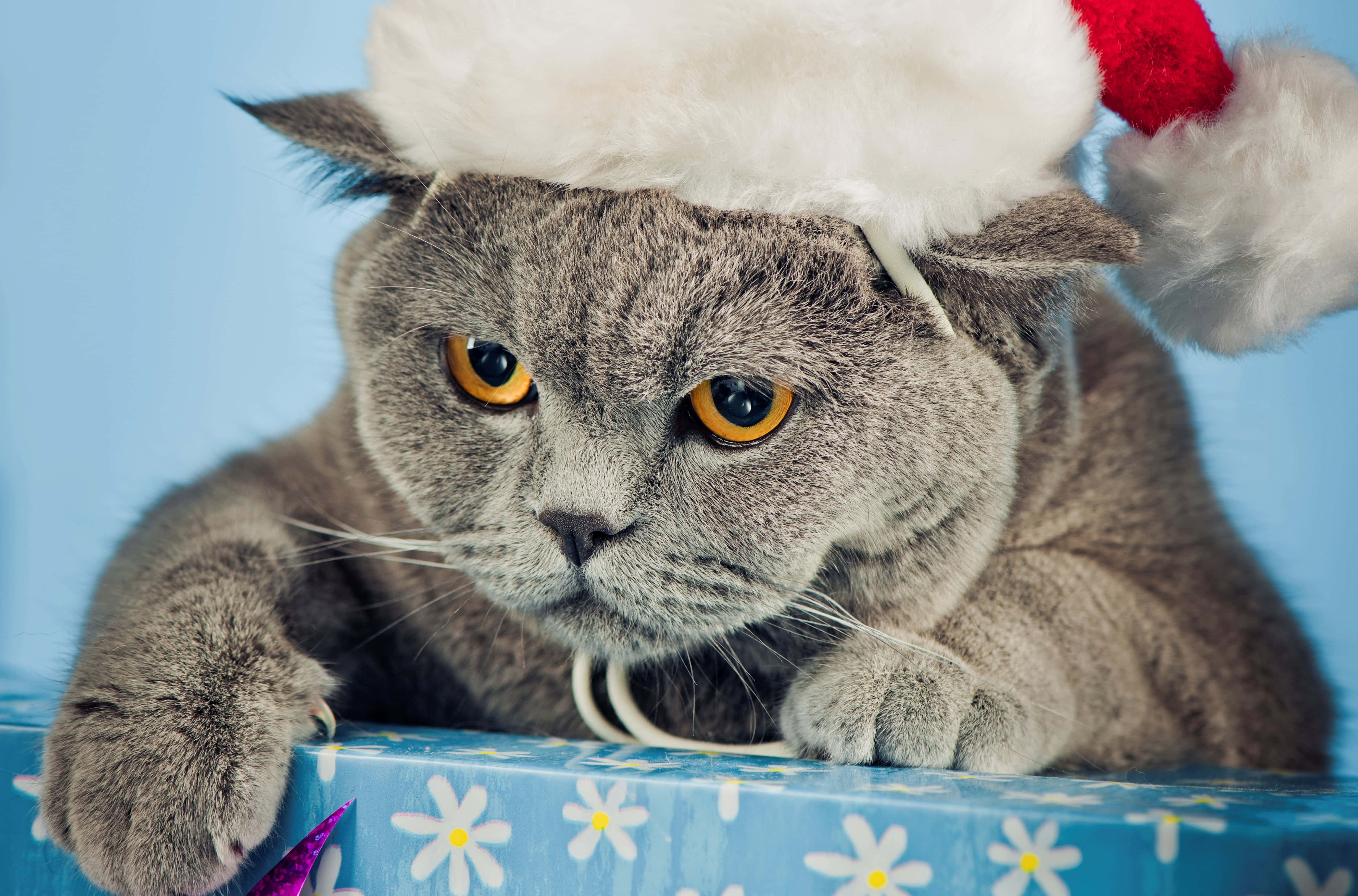 một con mèo đội mũ ông già Noel Hình nền