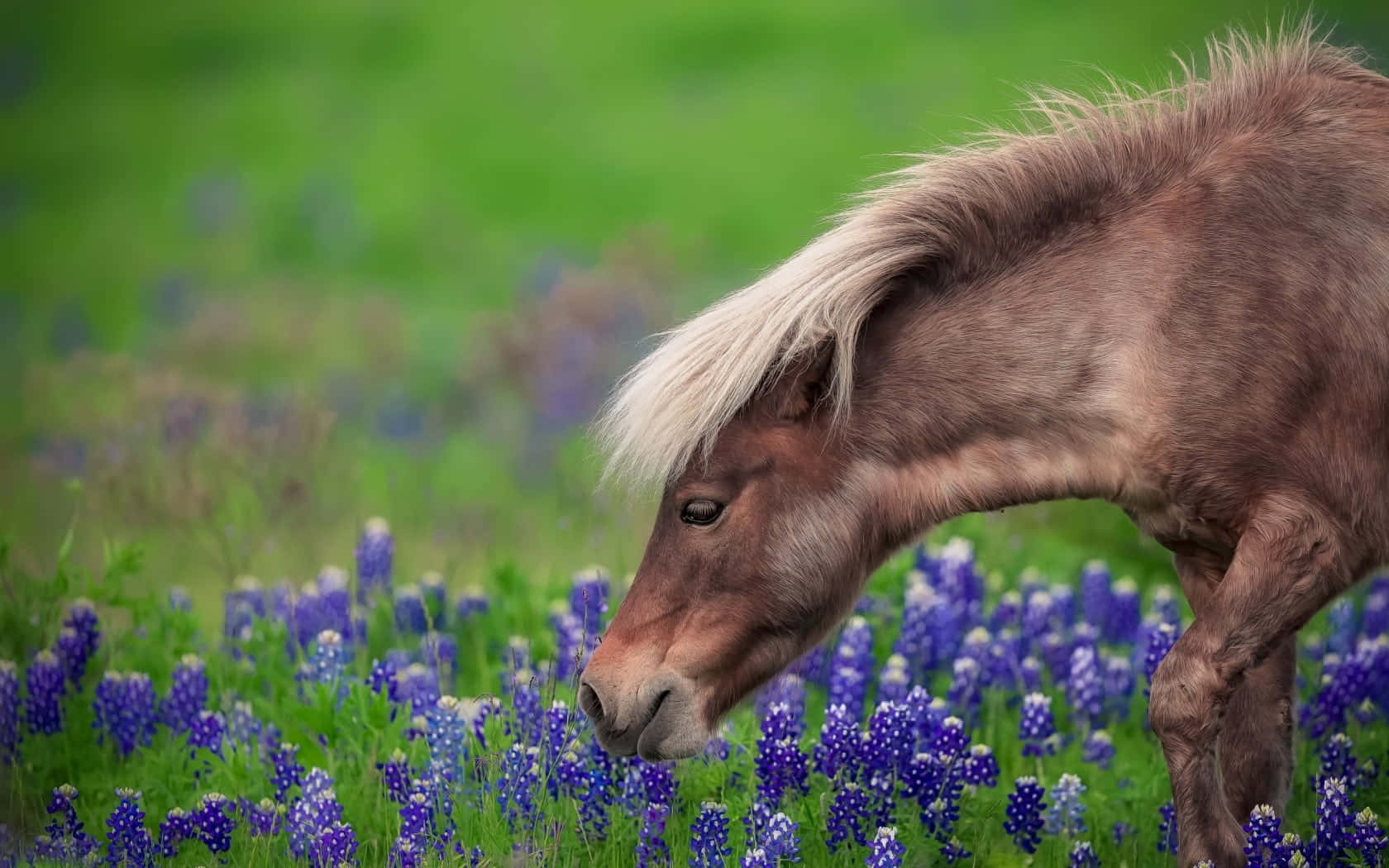 Một con ngựa đang gặm cỏ trên cánh đồng hoa bluebonnet Hình nền