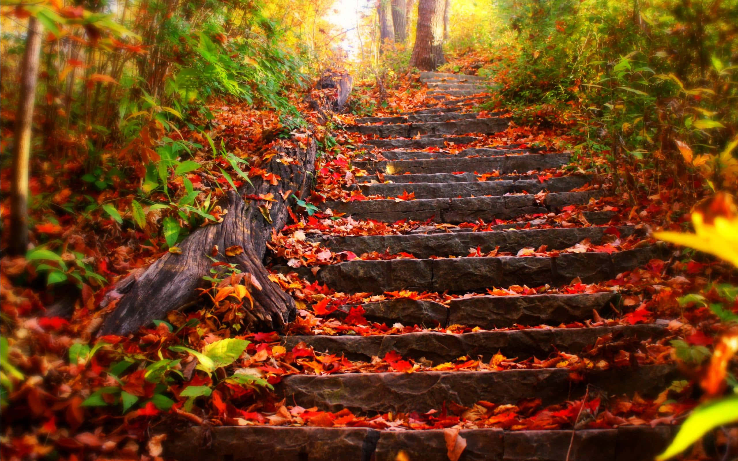 Một dãy cầu thang dẫn lên khu rừng với những chiếc lá rơi trên bậc thang Hình nền