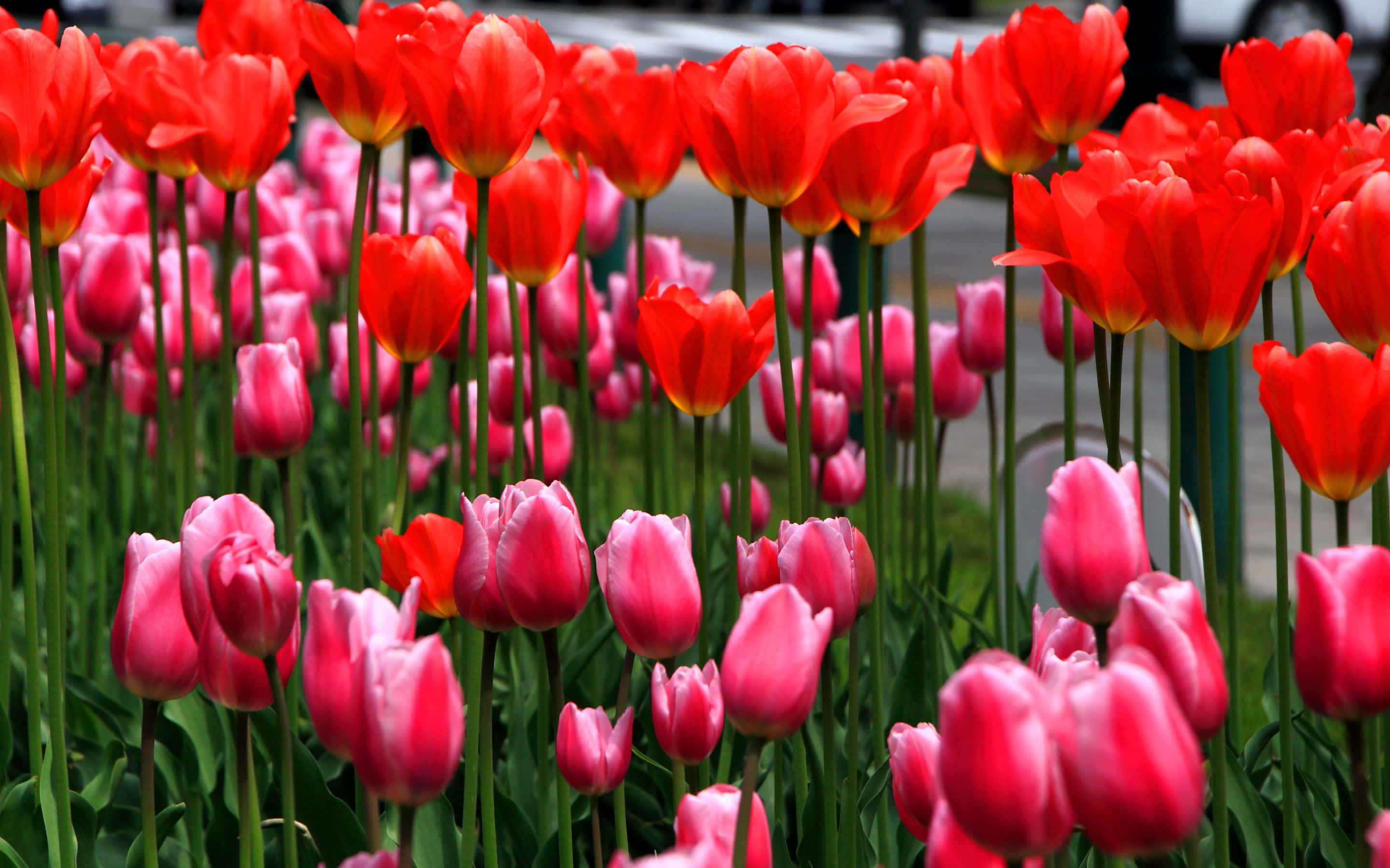 một hàng hoa tulip Hình nền