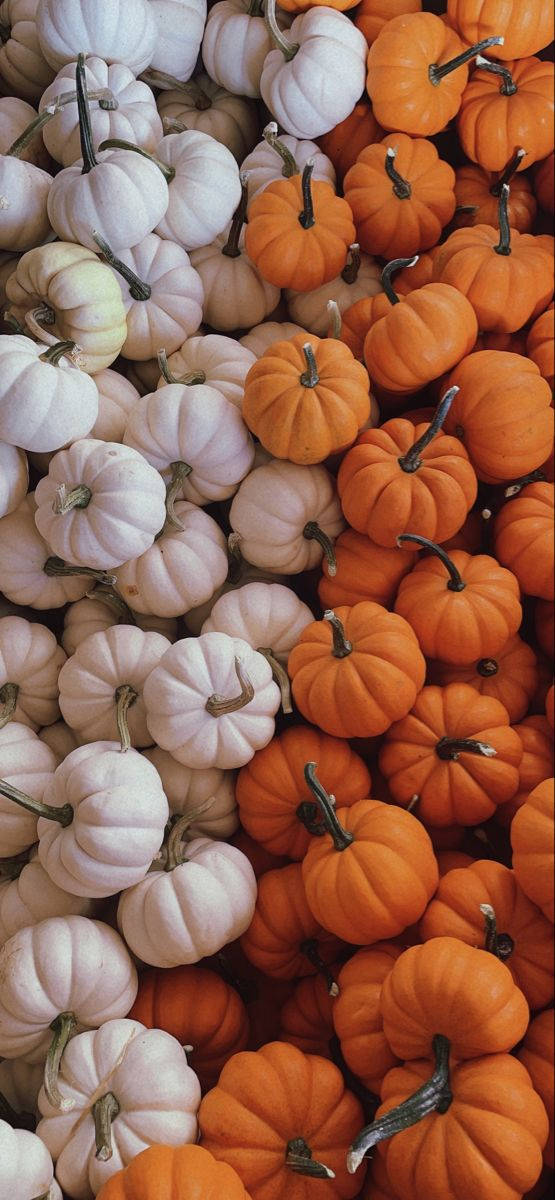 Một ngày yên bình tại Fall Farm Hình nền