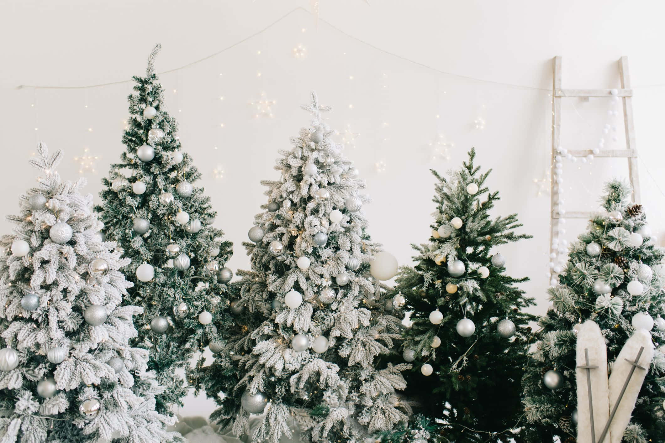 Một nhóm cây thông Noel trong phòng Hình nền