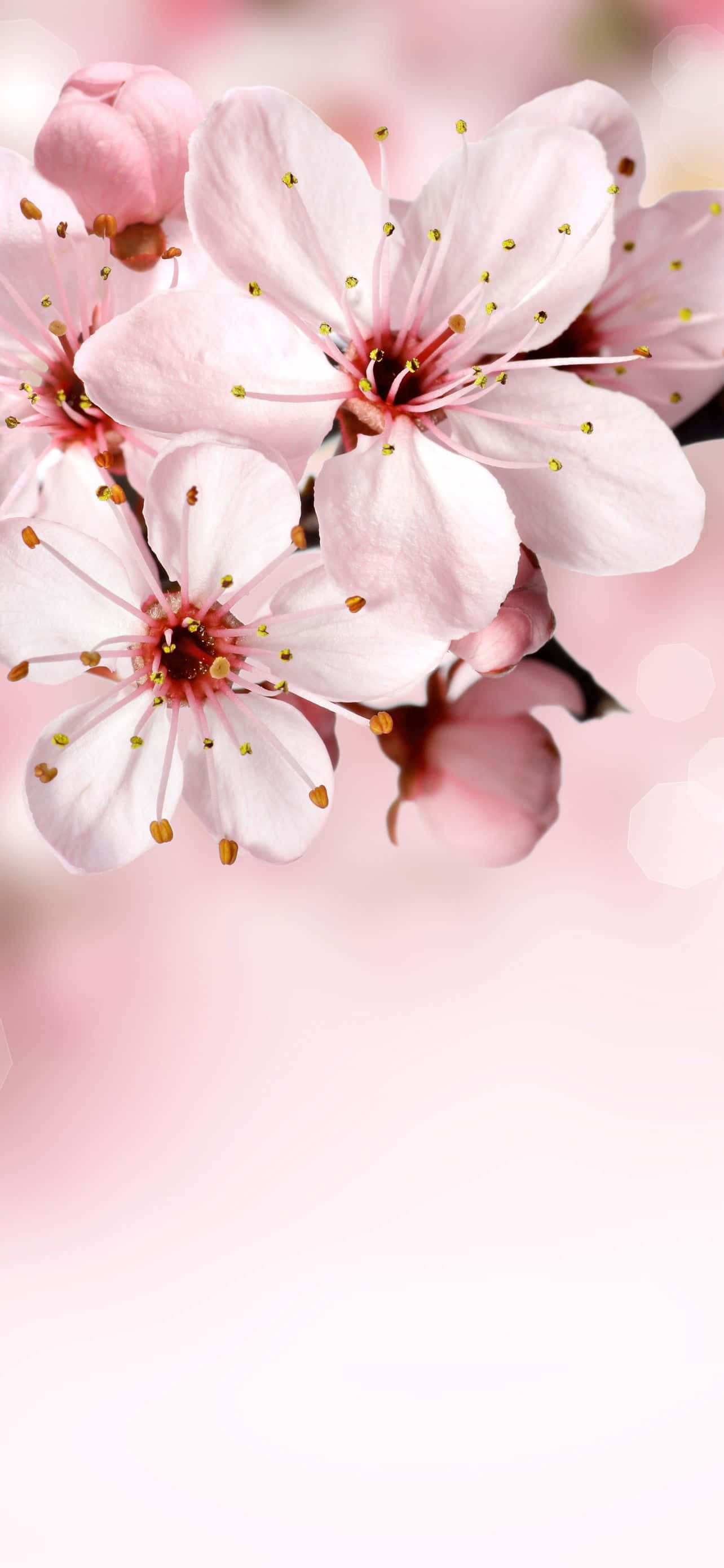 Một thác nước đẹp như tranh vẽ đổ xuống những vách núi thung lũng xanh tươi tốt. Hình nền