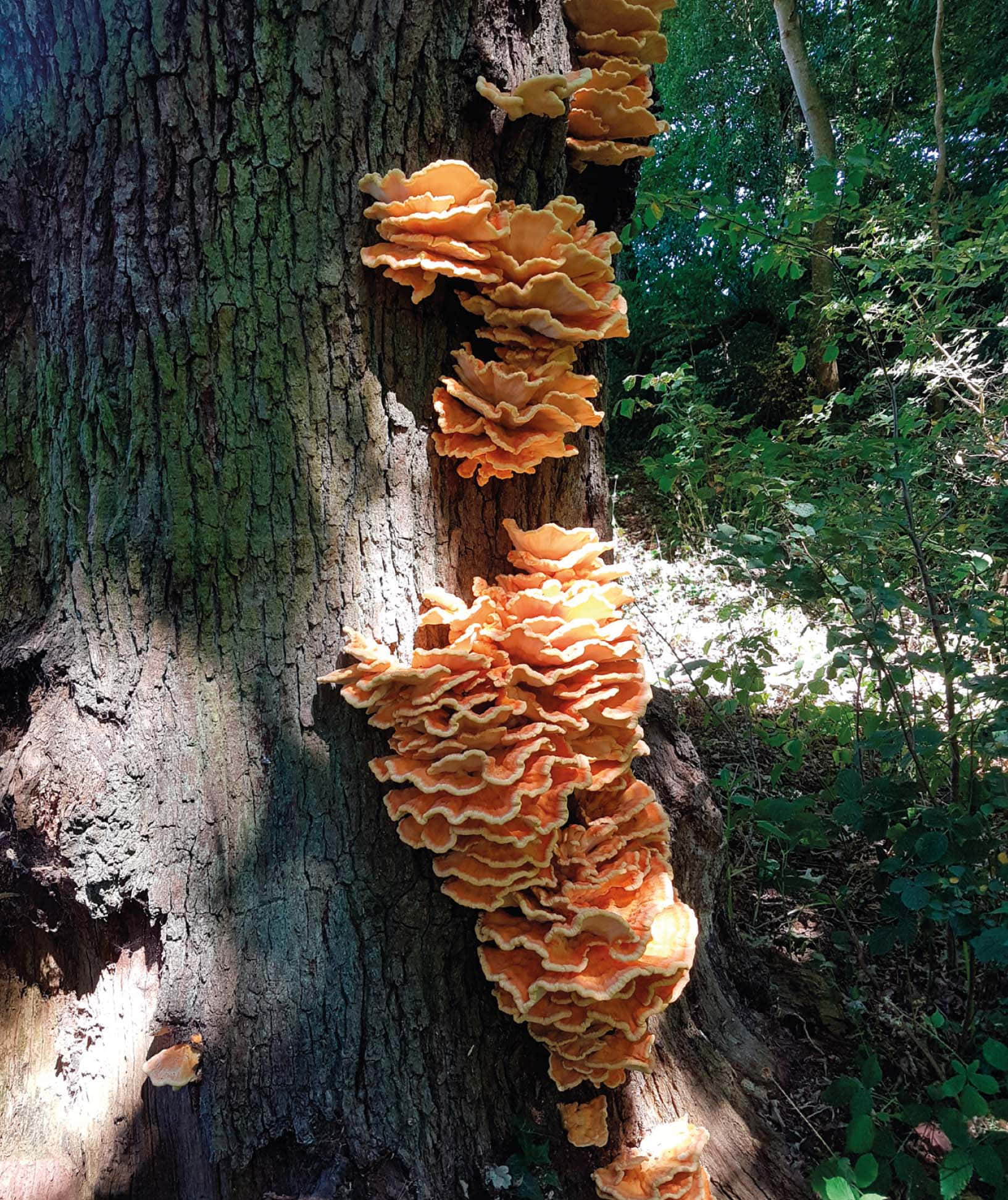 Nấm cây nhiều lớp xoăn Hình nền