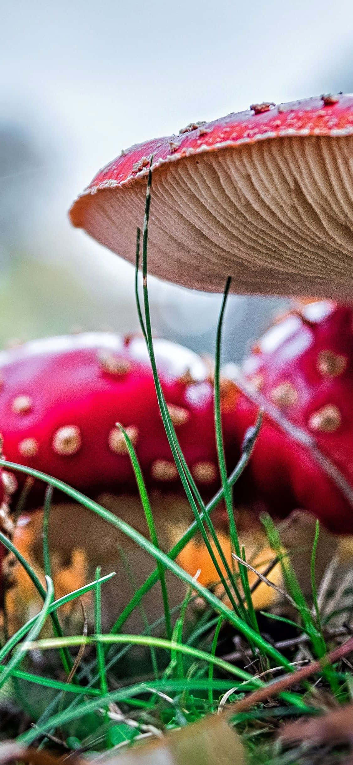 nấm đỏ trên mặt đất với cỏ Hình nền
