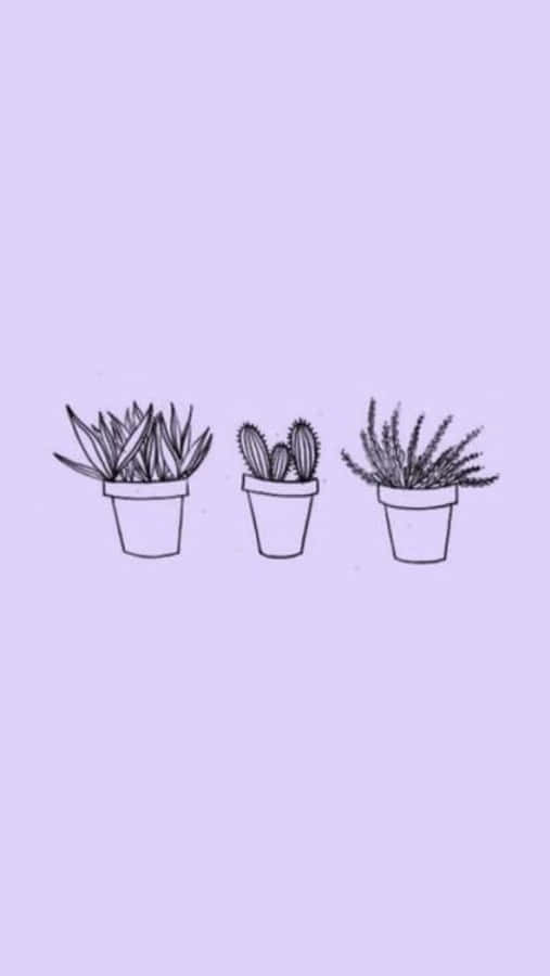Nền Hoa Đá Lavender Tím Nhạt Thẩm Mỹ Hình nền