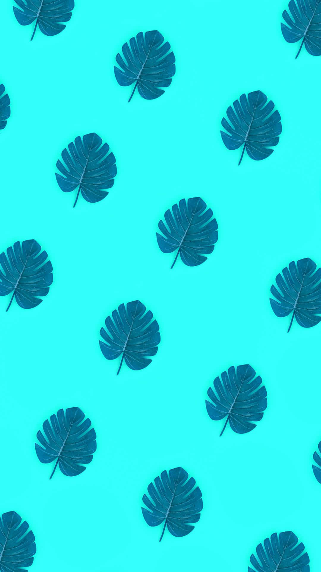 Nền Hoa Monstera VSCO Thẩm Mỹ Hình nền