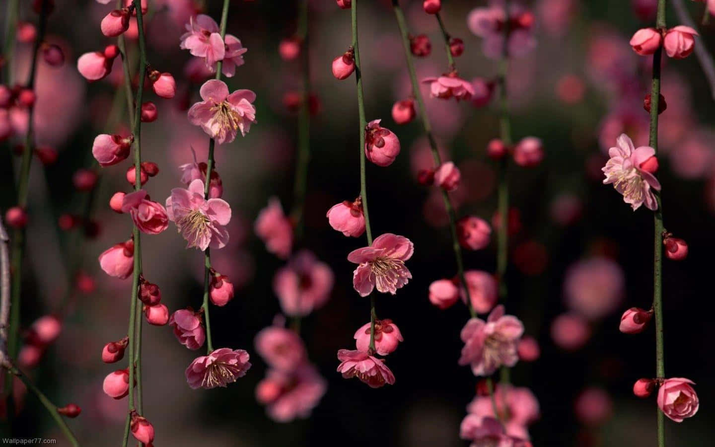 Nền Hoa Sẫm Quyến Rũ Hình nền