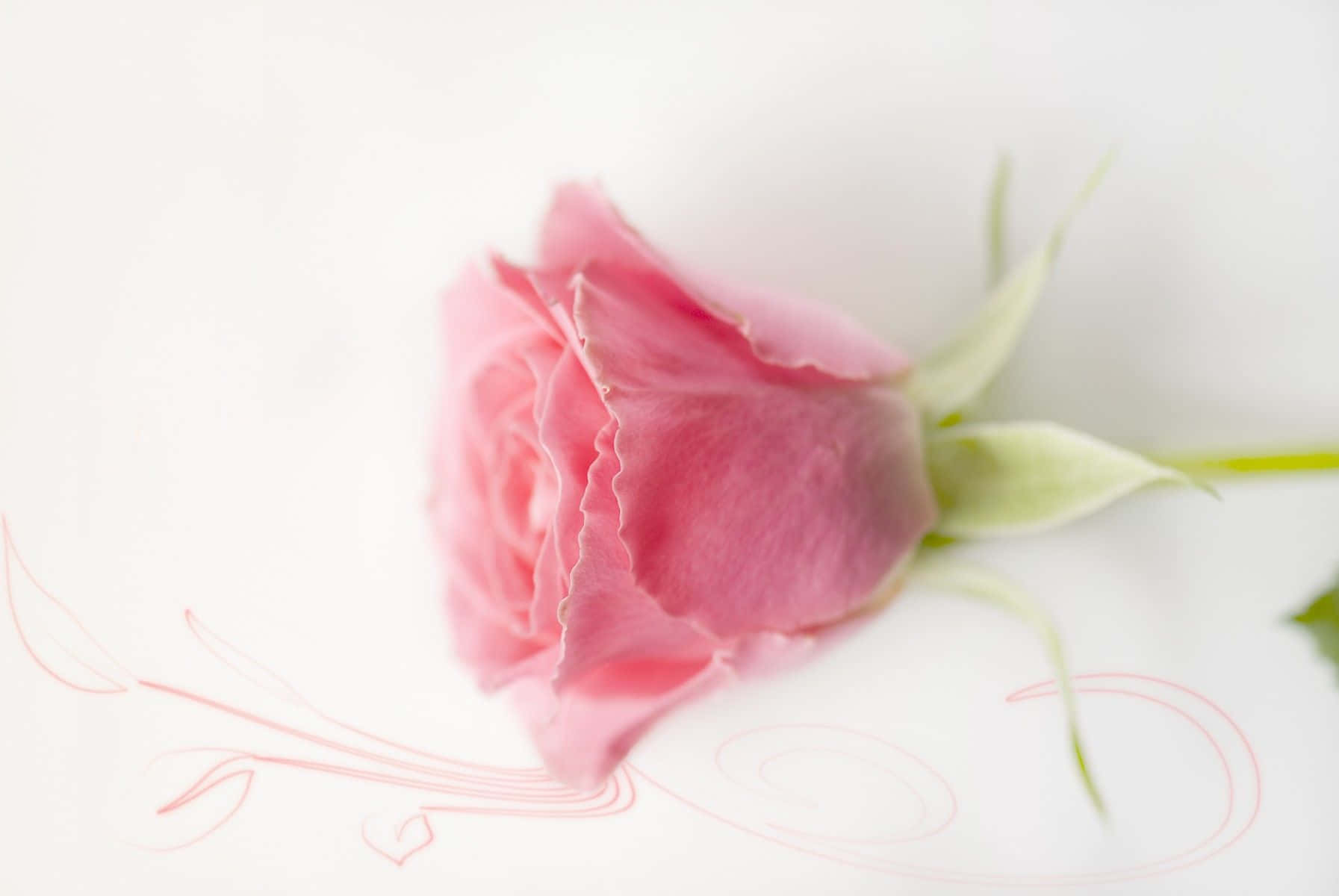 Nền Hồng Pastel Hình nền