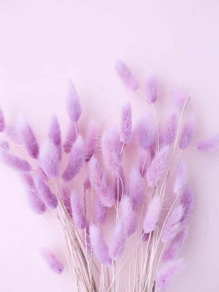 Nền Tím Pastel Quyến Rũ Hình nền