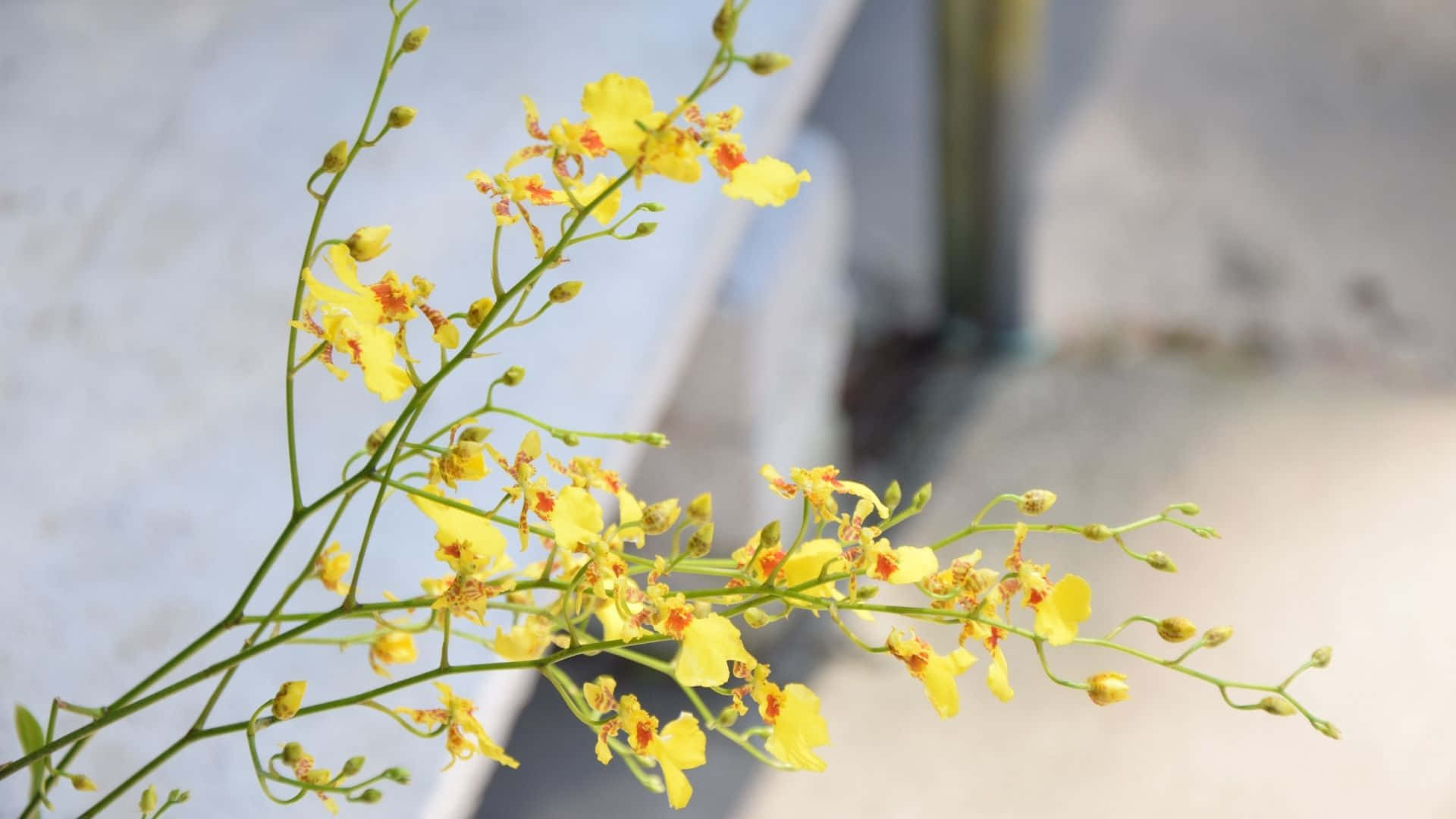 Nền vàng tươi sáng và rực rỡ. Hình nền