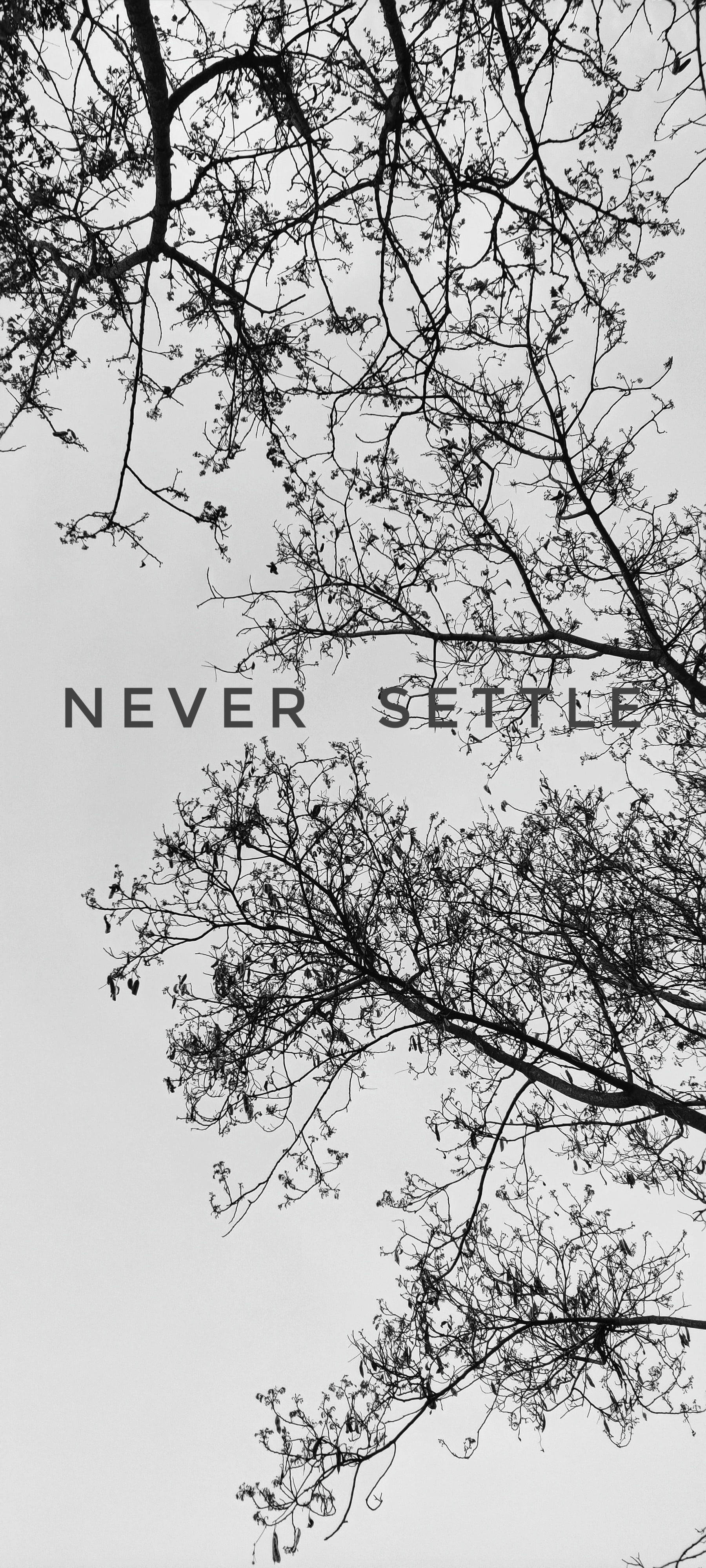 Never Settle Cây Trắng Đen Hình nền