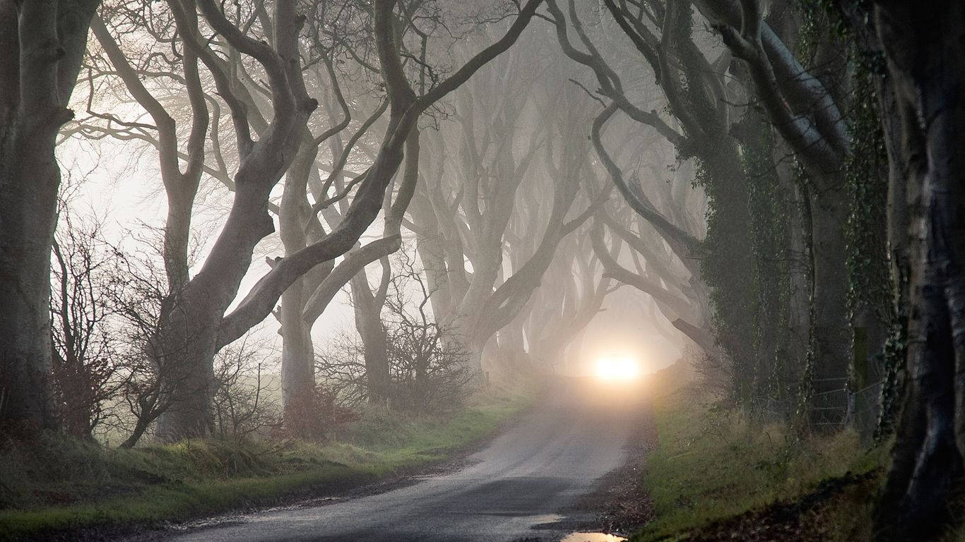 Nghệ thuật thị giác bí ẩn Dark Hedges Hình nền