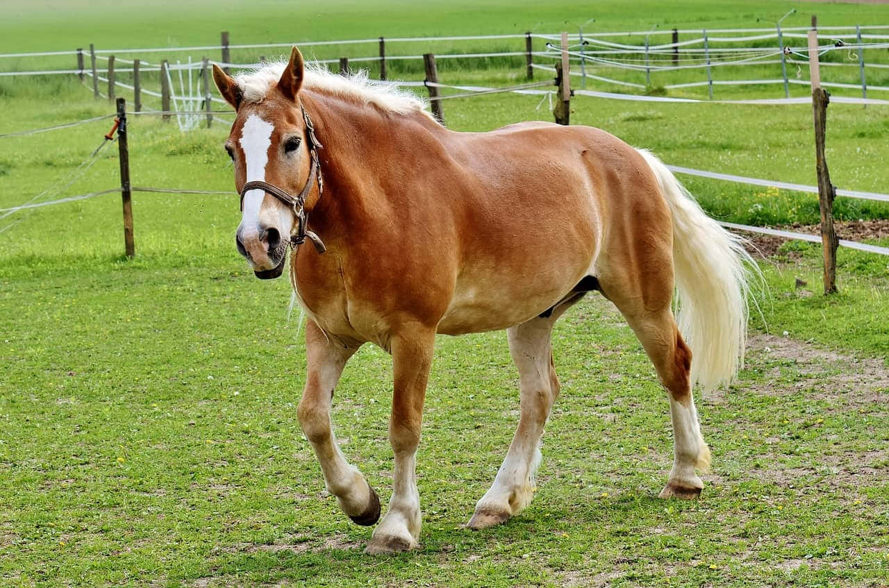Ngựa Palomino giống Haflinger chạy ảnh nhiếp ảnh Hình nền