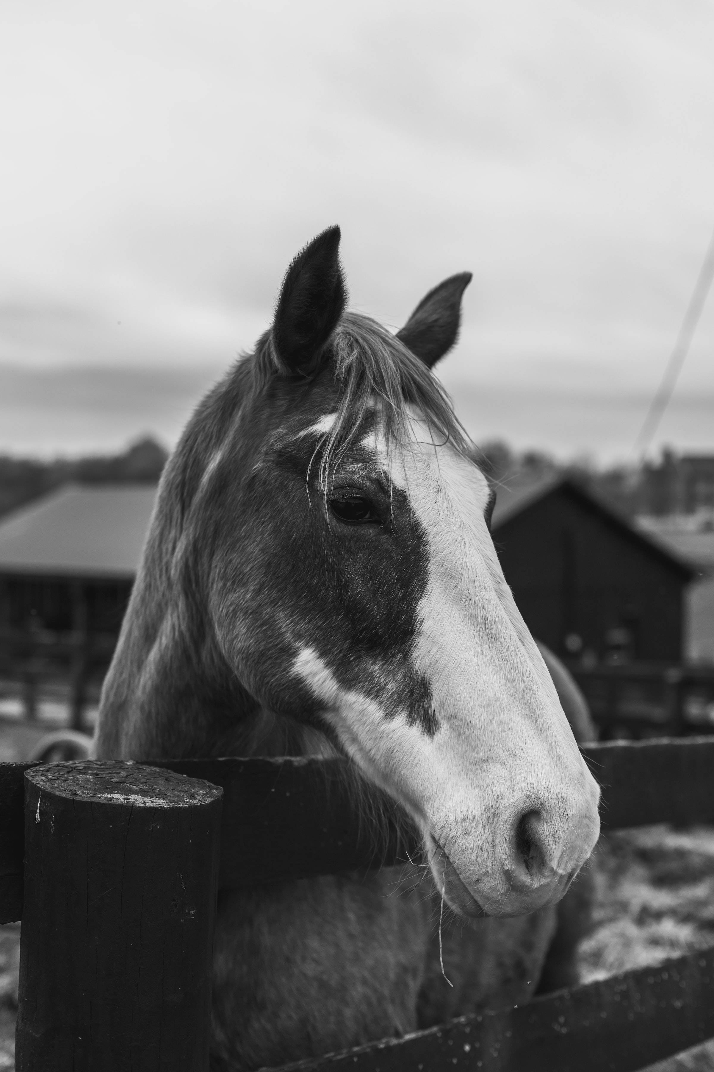 Ngựa Trung Tâm Kentucky Hình nền