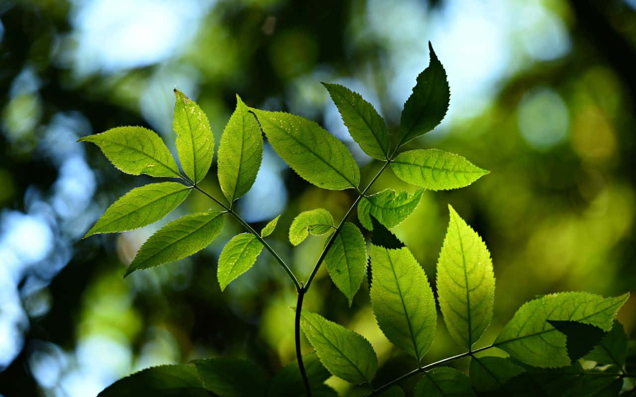 Người đàn ông nằm trên bãi biển tận hưởng hoàng hôn tuyệt đẹp Hình nền
