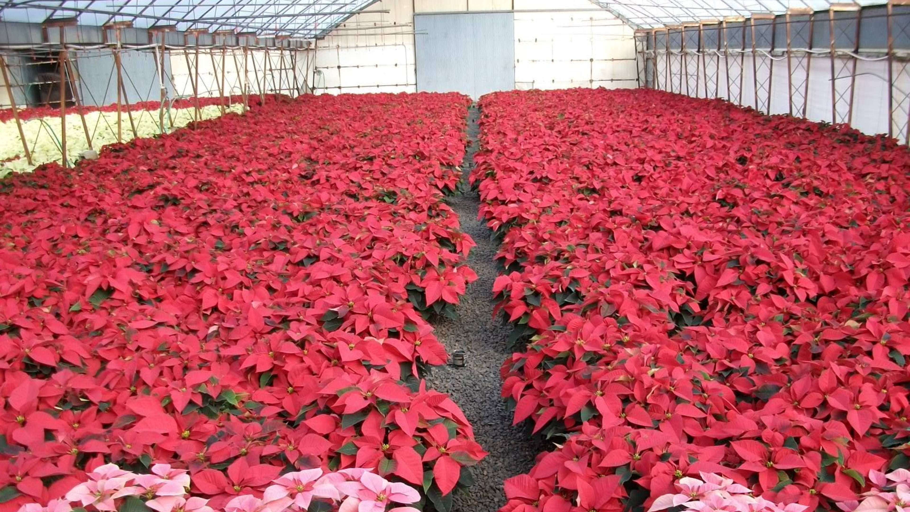 Nhà kính Trạng nguyên đỏ Hình nền