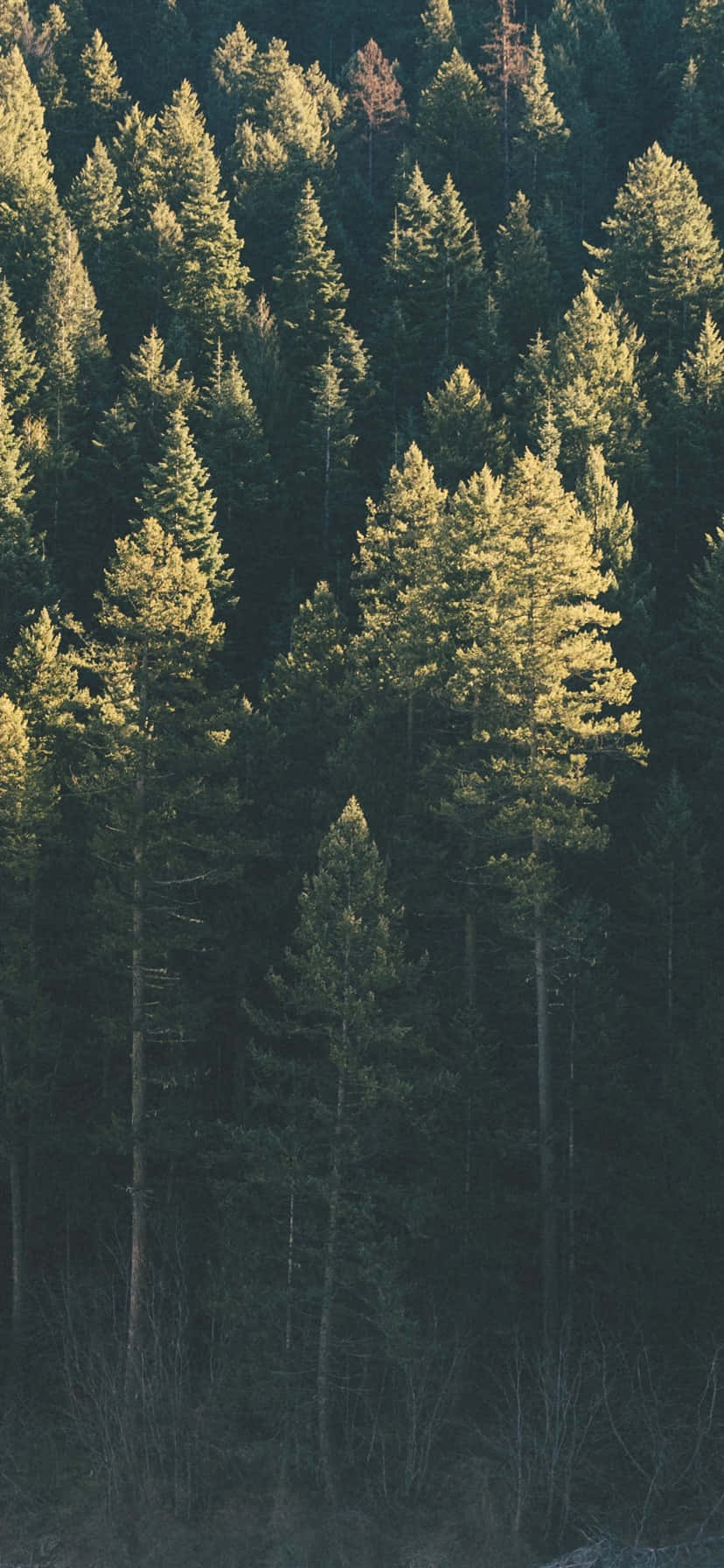 "Nhẹ nhàng dạo bước giữa thiên nhiên cùng Trees iPhone" Hình nền