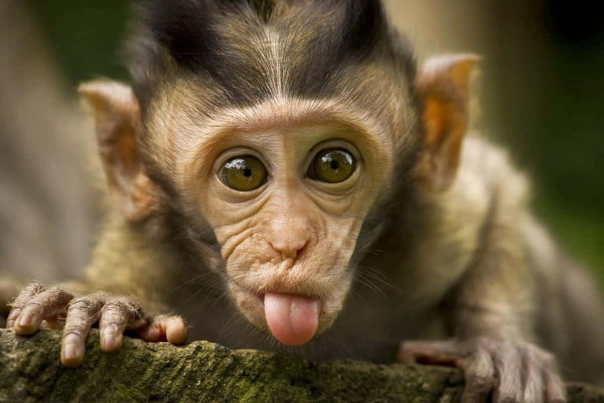 Nhìn chú Khỉ Dễ Thương Đáng Yêu Này! Hình nền