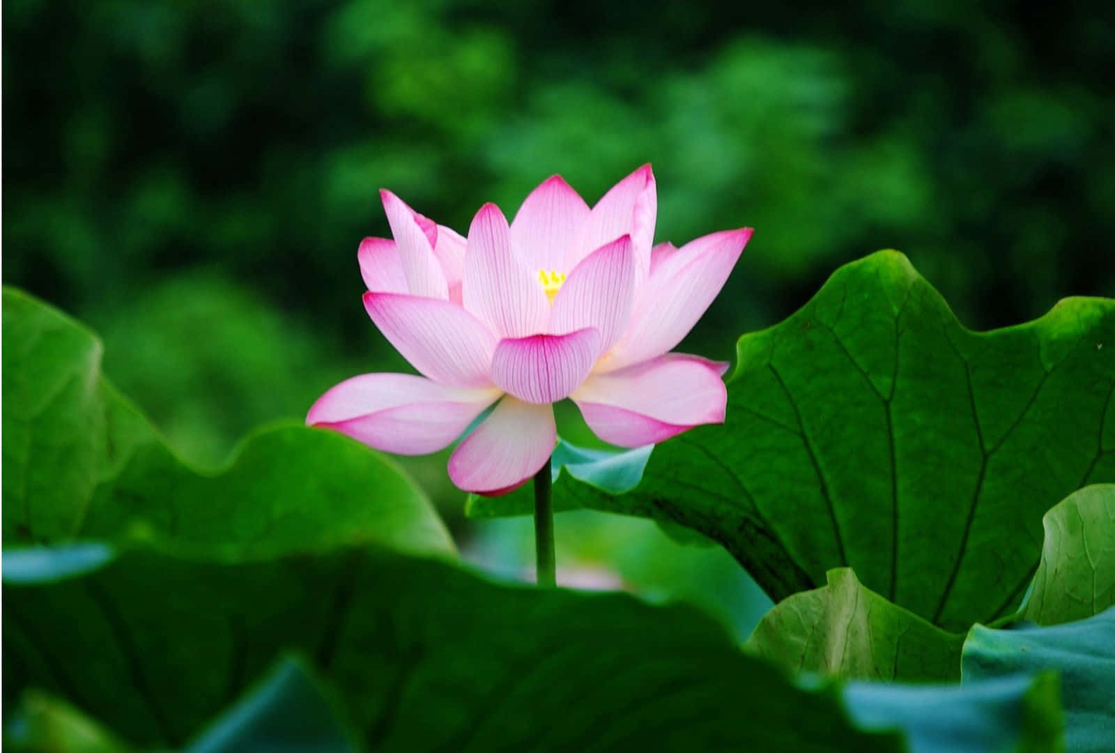 Những cánh hoa sen tuyệt đẹp Hình nền