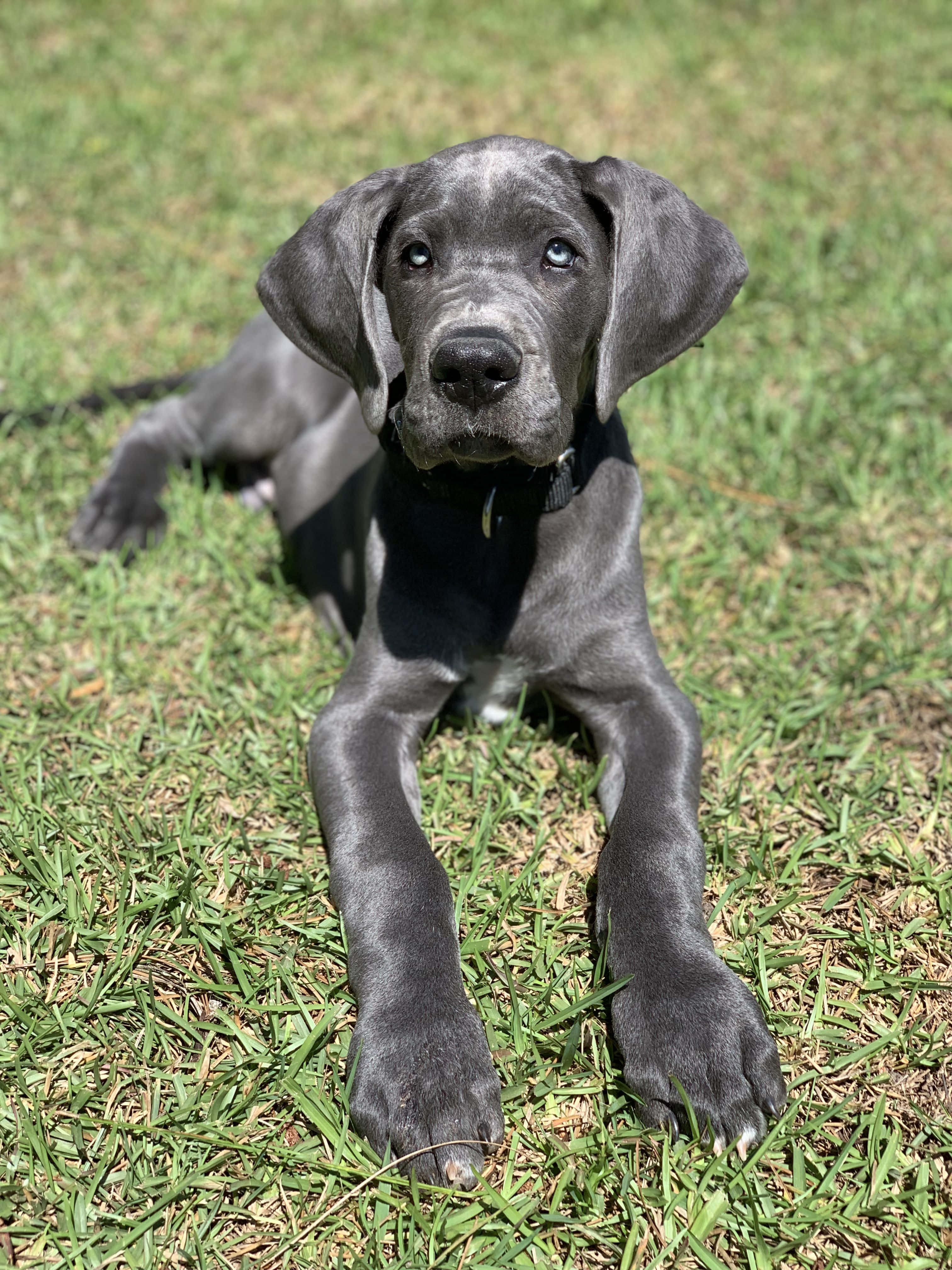 Những Chú Chó Great Dane Con Đáng Yêu Đang Ngủ Trưa Hình nền
