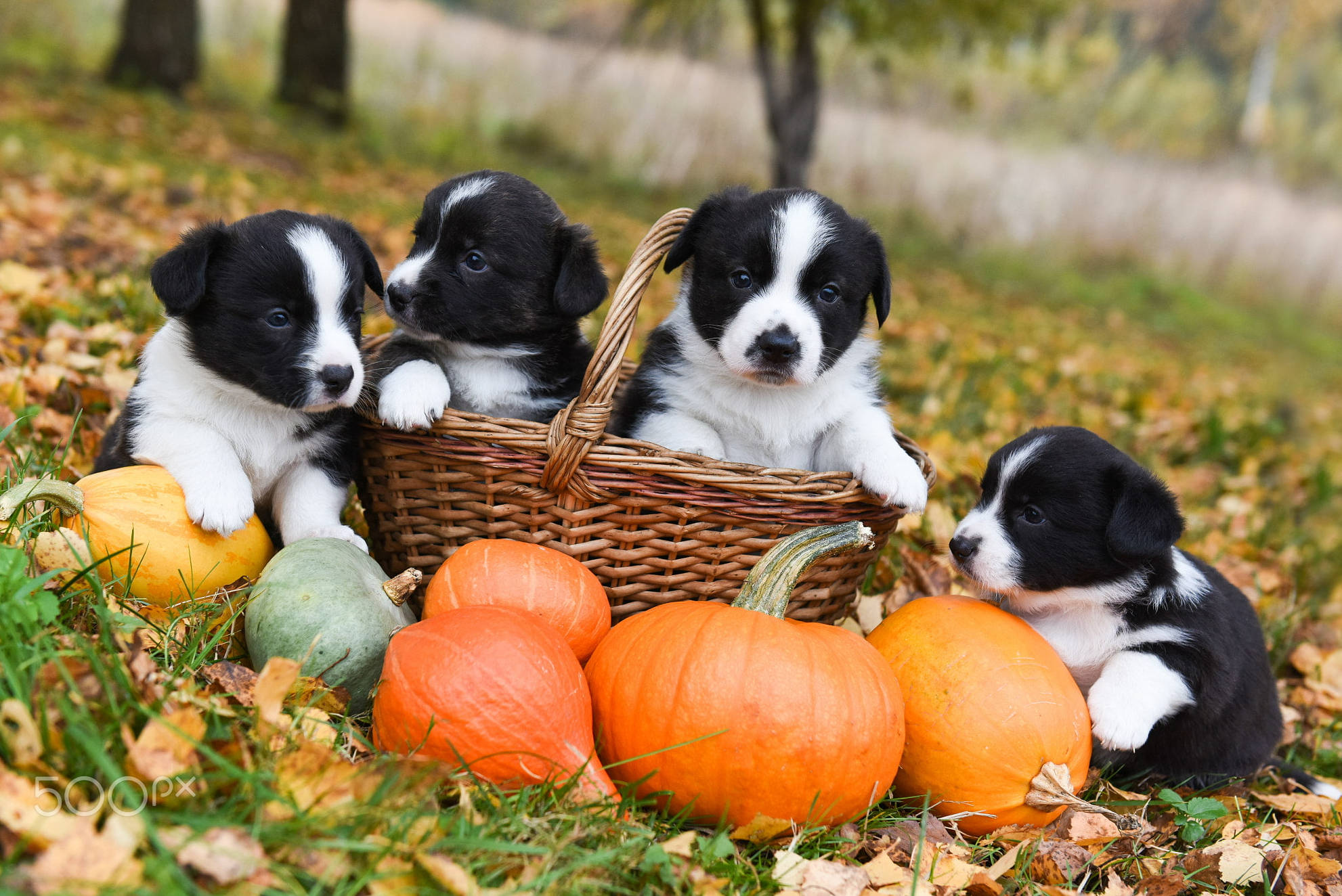 Những Chú Cún Halloween Đáng Yêu Tận Hưởng Ngày Ở Công Viên Hình nền