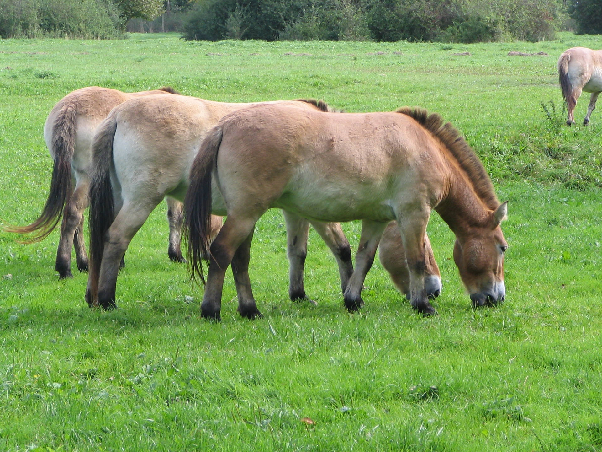 Hình nền một bầy ngựa Przewalski đang gặm cỏ