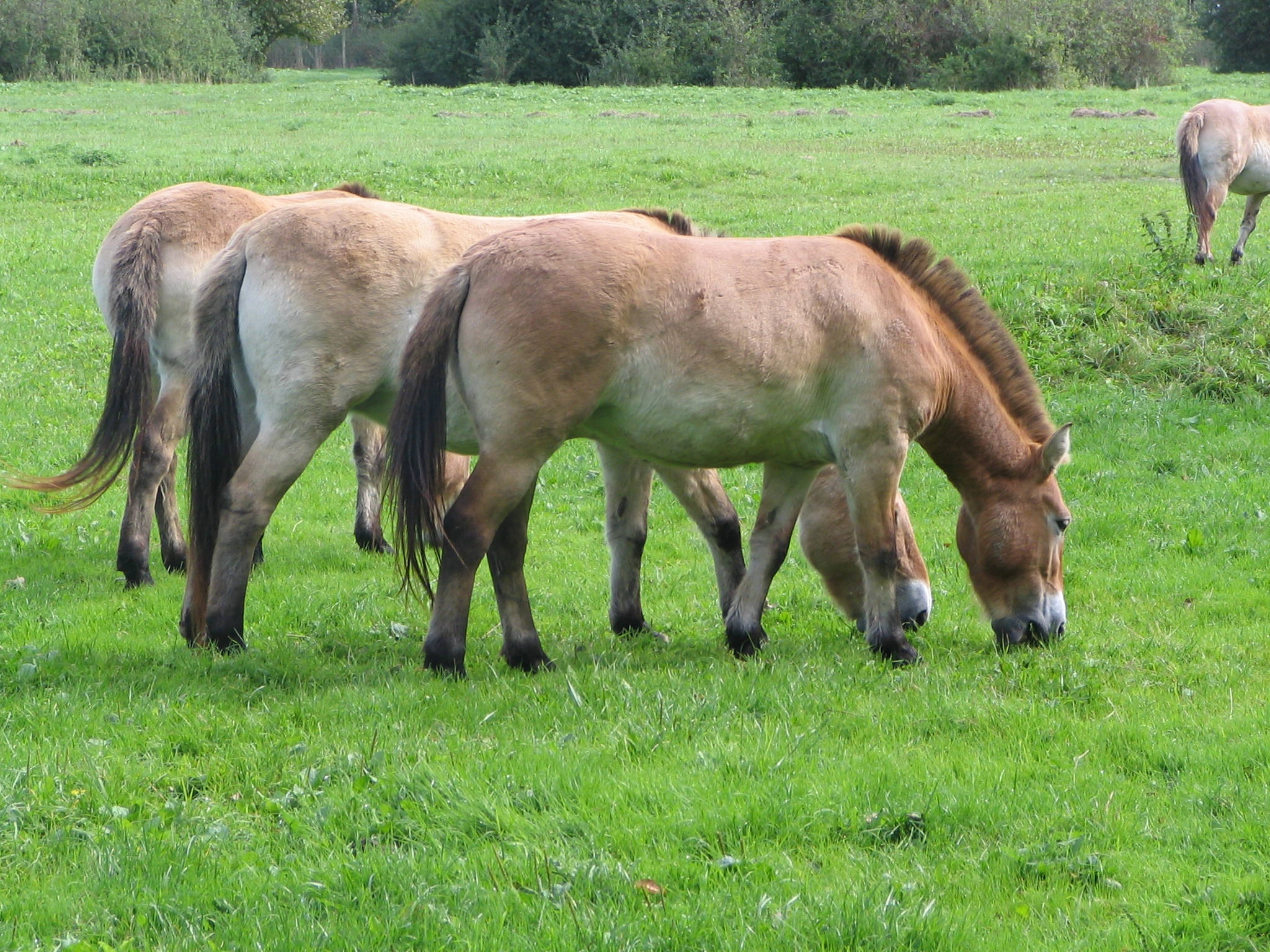 Những Chú Ngựa Przewalski Đang Gặm Cỏ Hình nền