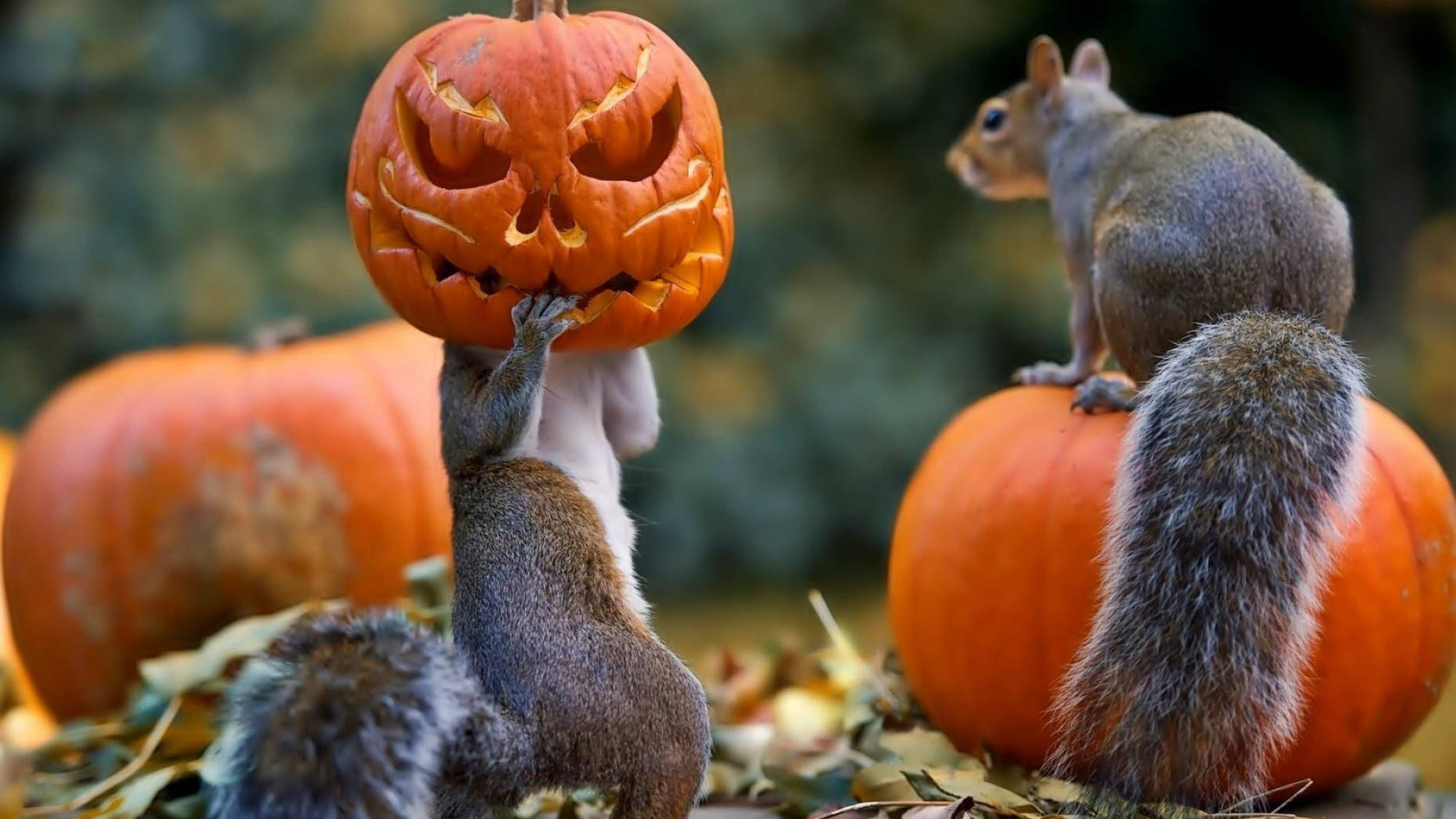 Những Chú Sóc Halloween Đáng Yêu Tận Hưởng Không Khí Lễ Hội Hình nền