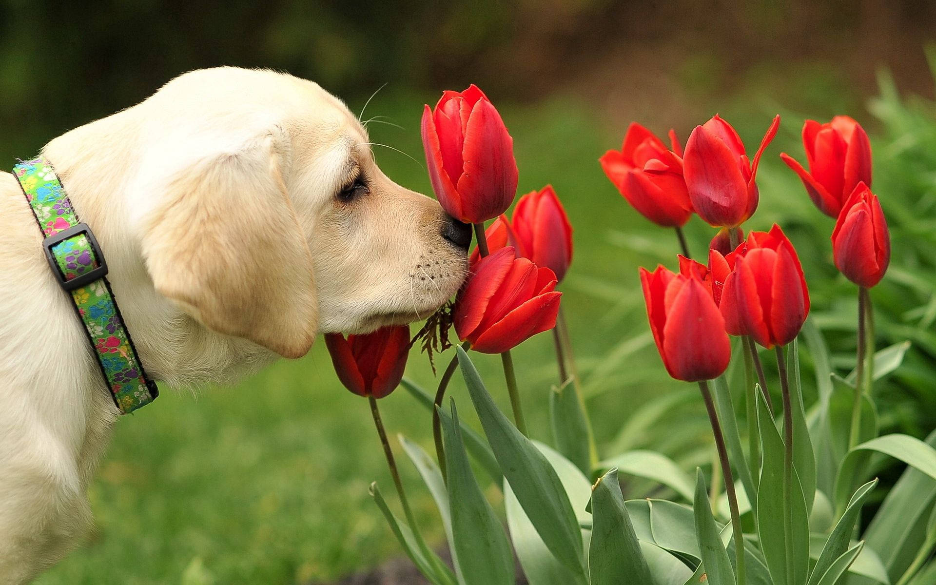 Niềm Vui Mùa Xuân Cho Chú Chó Con Labrador Dễ Thương Này Hình nền
