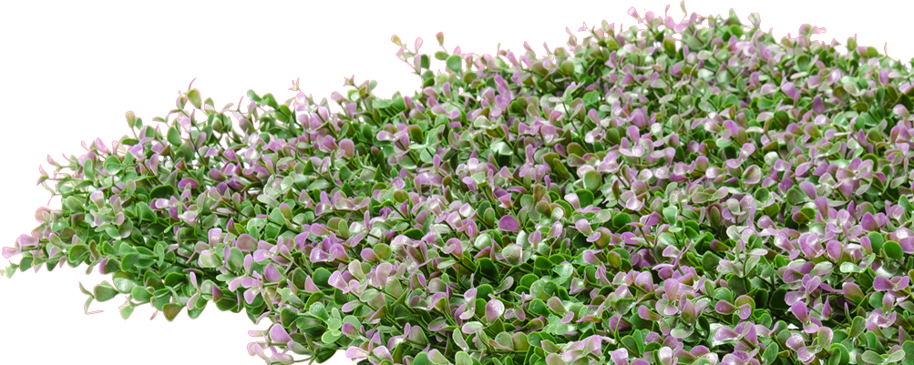 Nở Hoa Oải Hương Anh P N G Hình nền