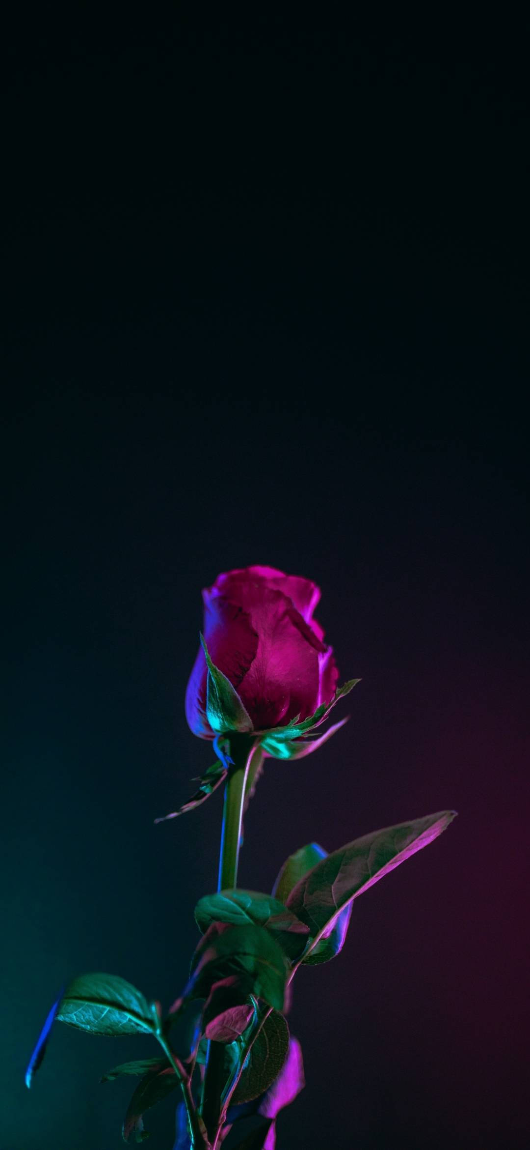 Note 10 Plus Hoa Hồng Đỏ Hình nền