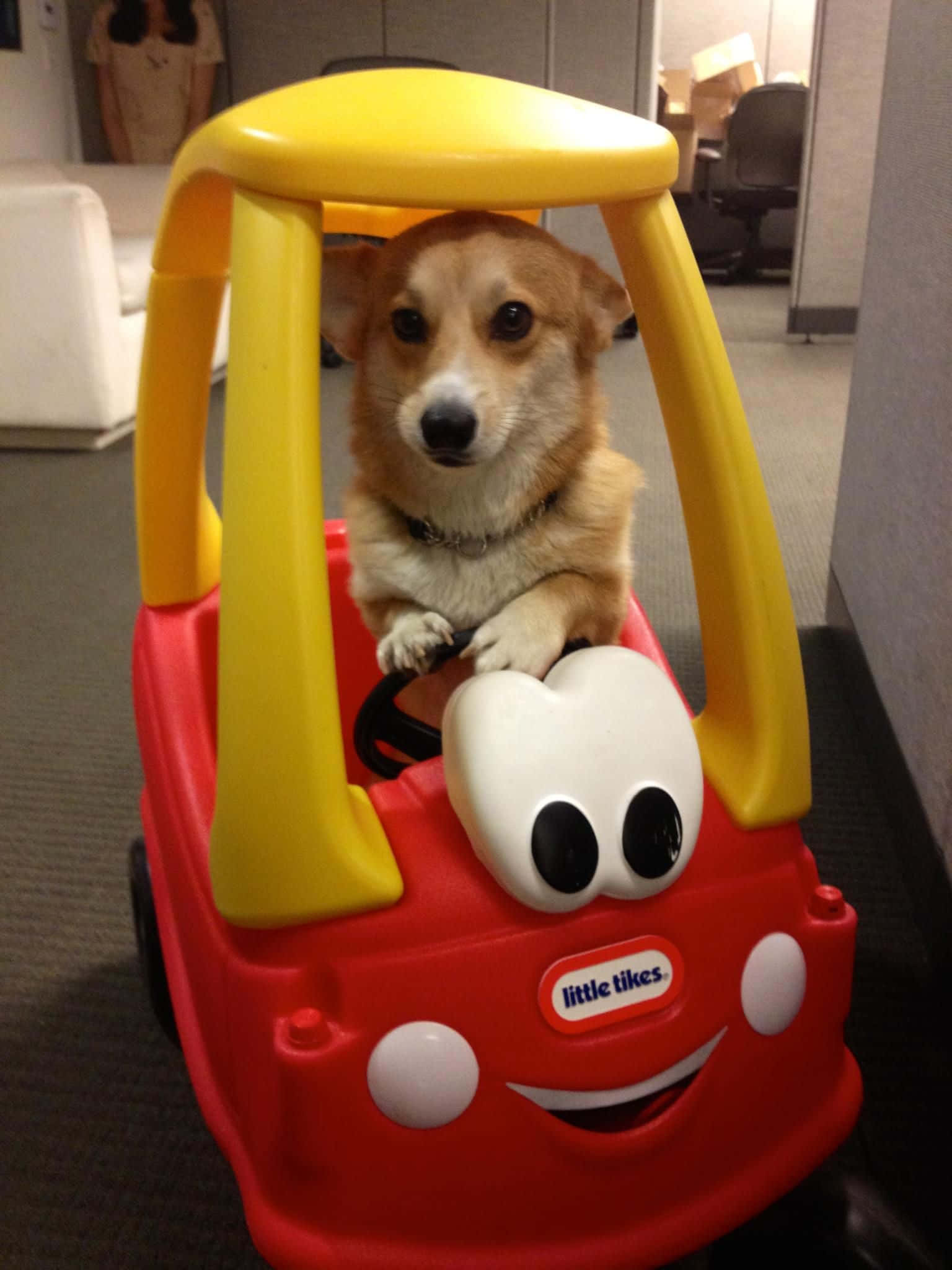 Nụ cười Corgi - Hạnh phúc là được xoa bụng thật đã Hình nền