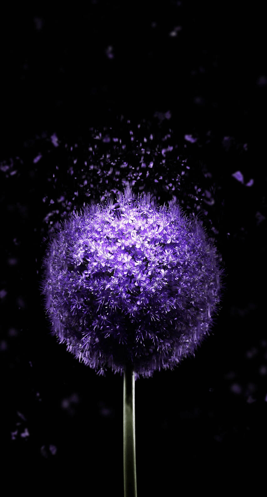 OLED Purple Dandelion Hình nền