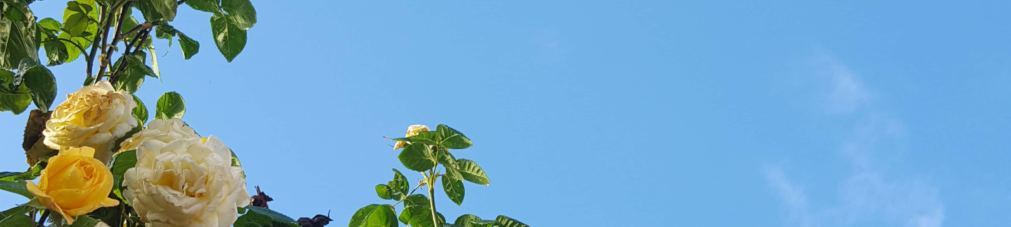 Đồng hồ với hoa trên bầu trời Hình nền