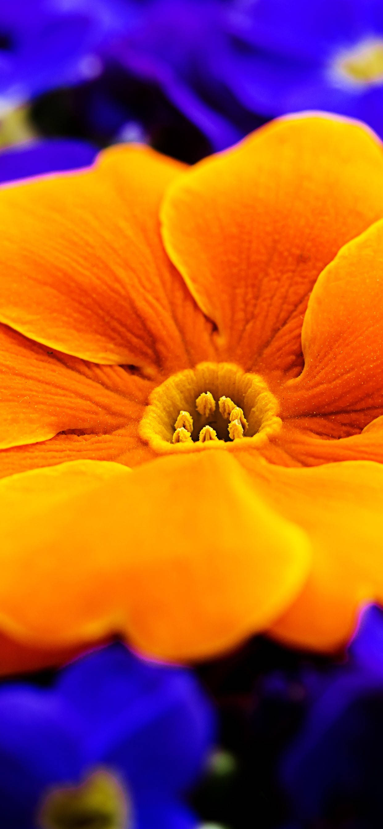 Orange Primrose Flower Hình nền