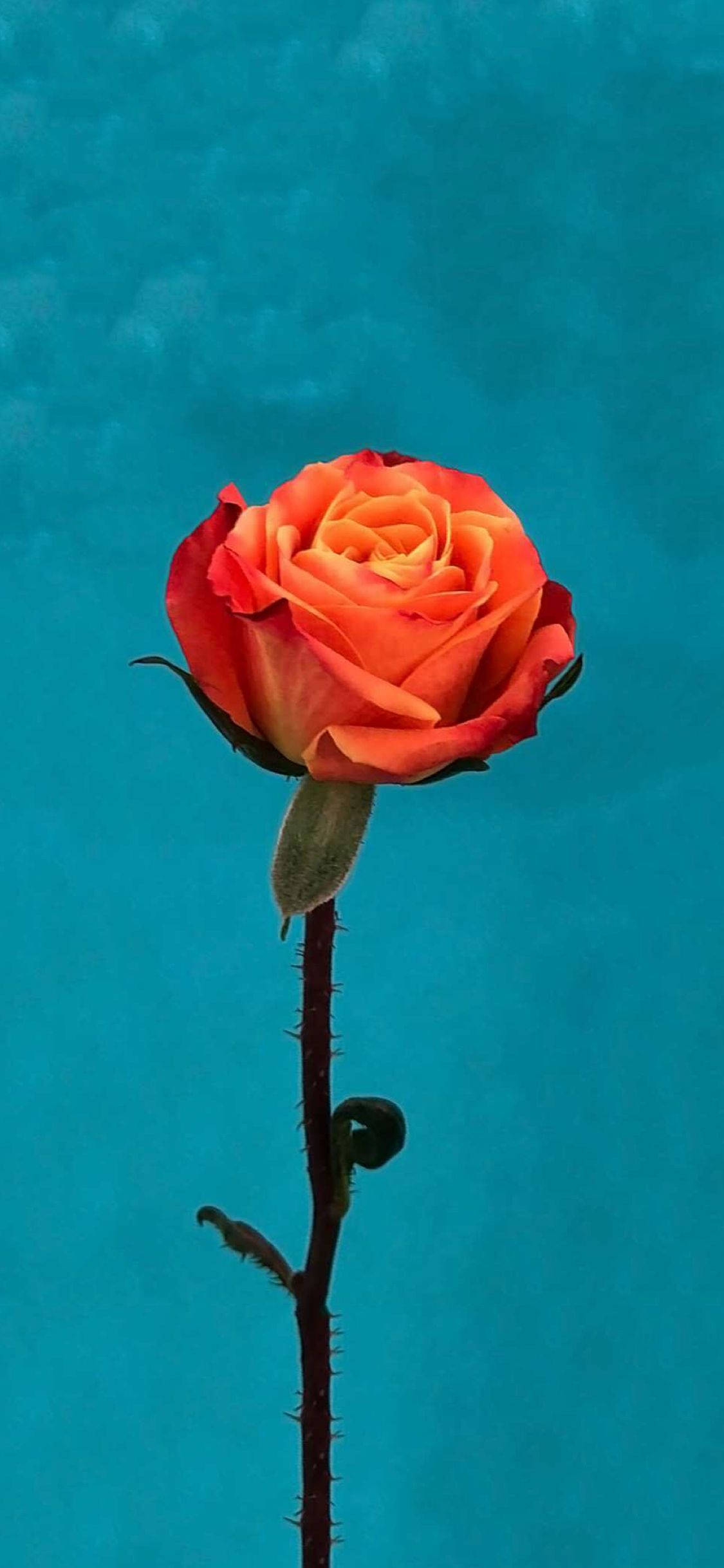 Orange Rose Flower Apple Hình nền