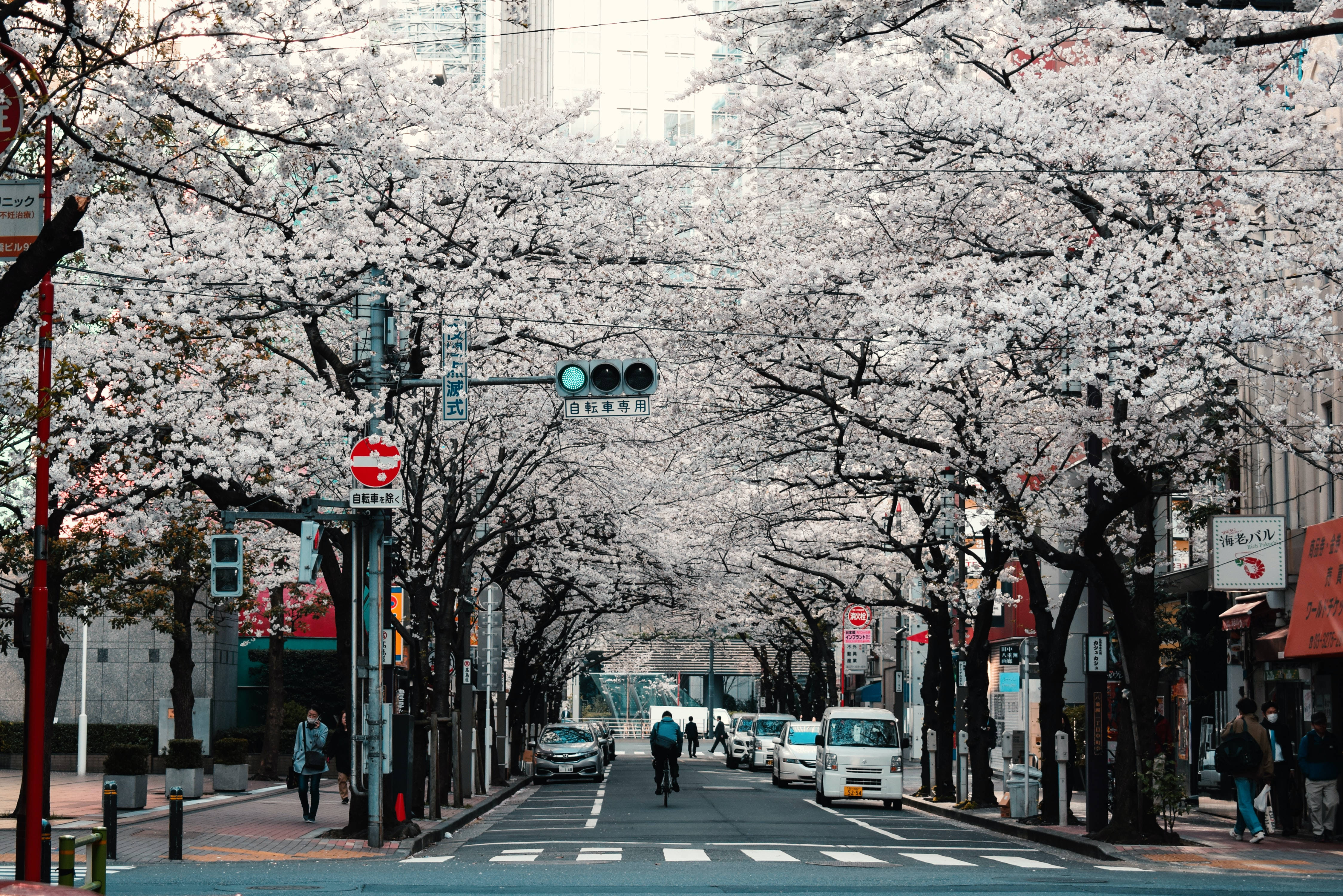 Phố Tokyo Sakura HD Nhật Bản Hình nền