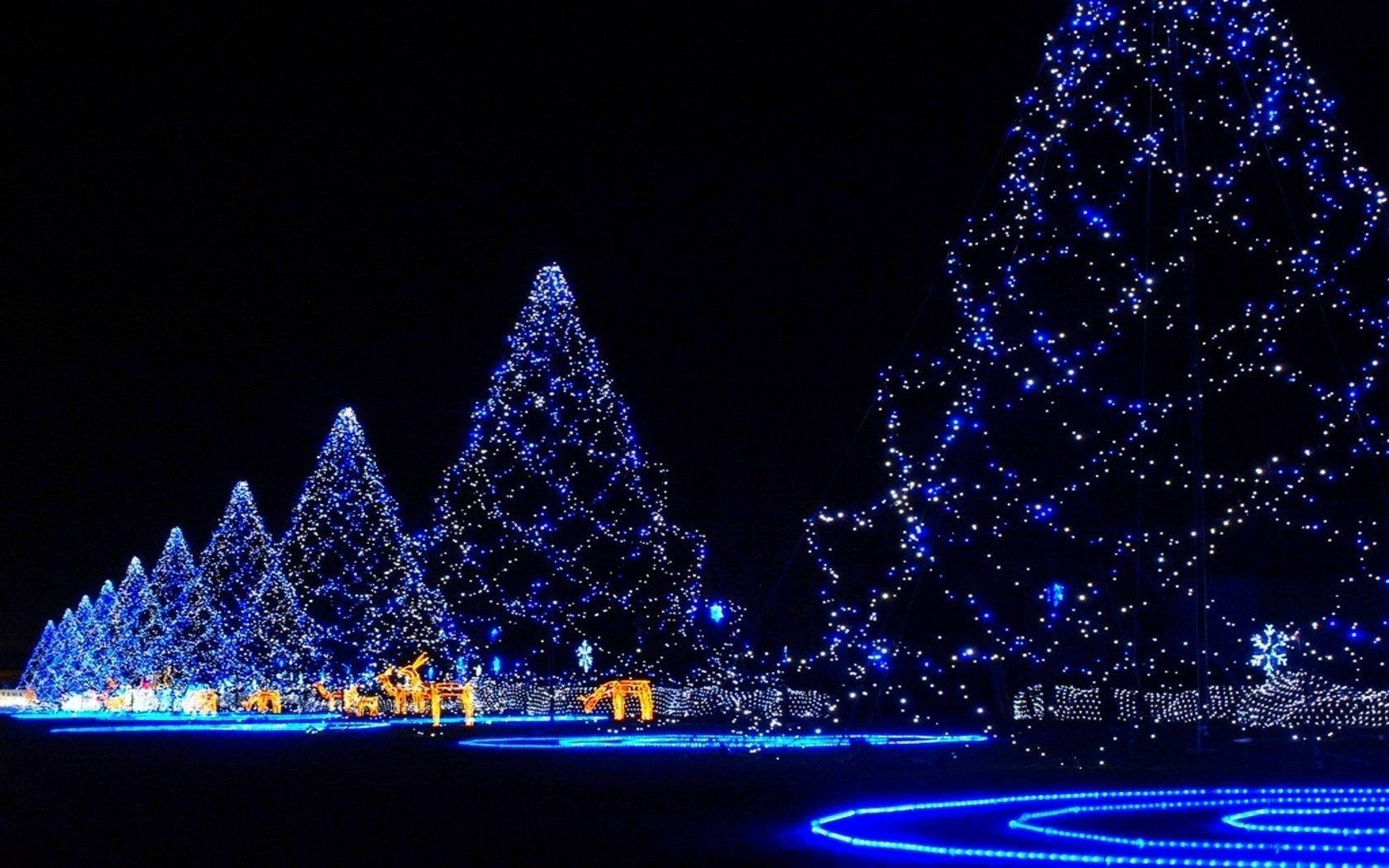 Phong cảnh cây thông Noel xanh lễ hội Hình nền