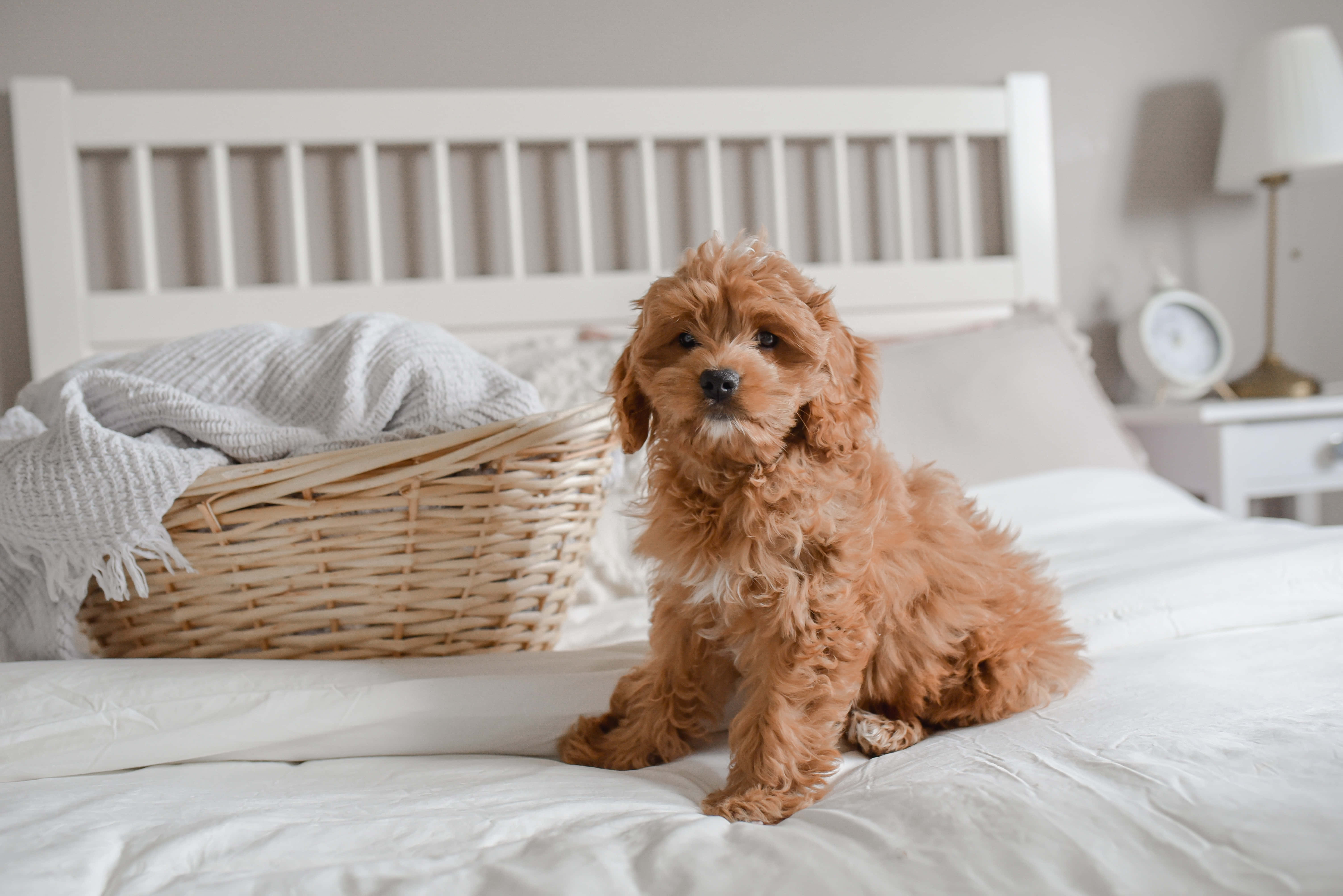 Phong cảnh đồng quê thơ mộng theo phong cách Cottagecore Hình nền