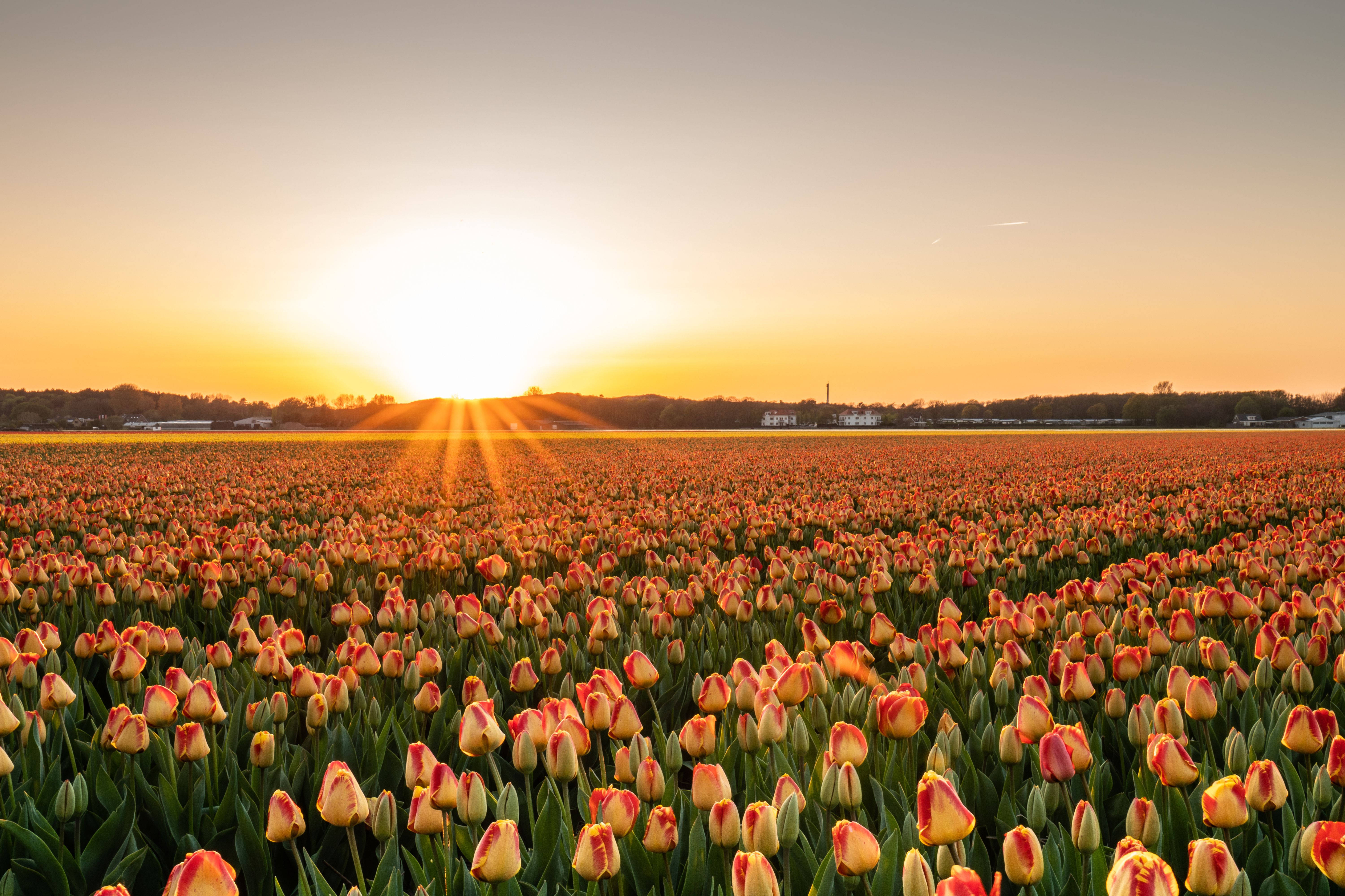 Phong cảnh hoa tulip vườn hoàng hôn 4K Hình nền