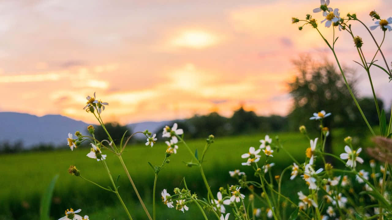 Phong cảnh núi non hùng vĩ lúc hoàng hôn Hình nền