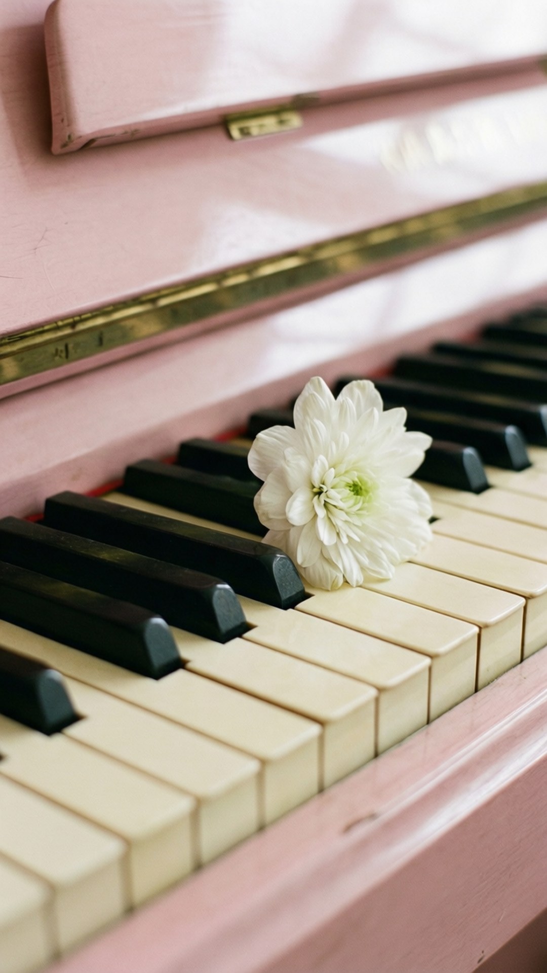 Piano và Cánh Hoa Hình nền