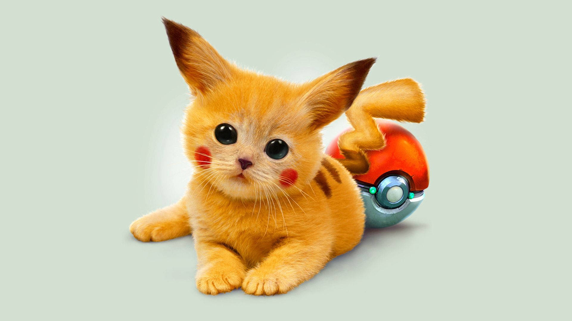 Hình nền Pikachu của một chú mèo được chỉnh sửa thành Pikachu với đuôi và khuôn mặt Pikachu.