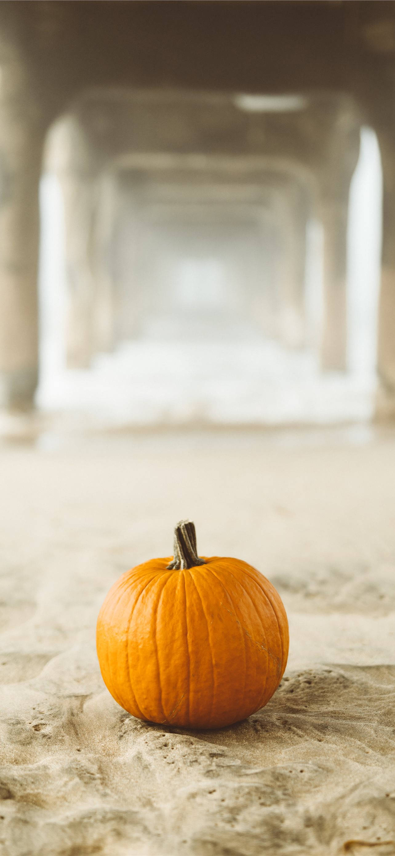 Pumpkin On Sand Thanksgiving iPhone Hình nền