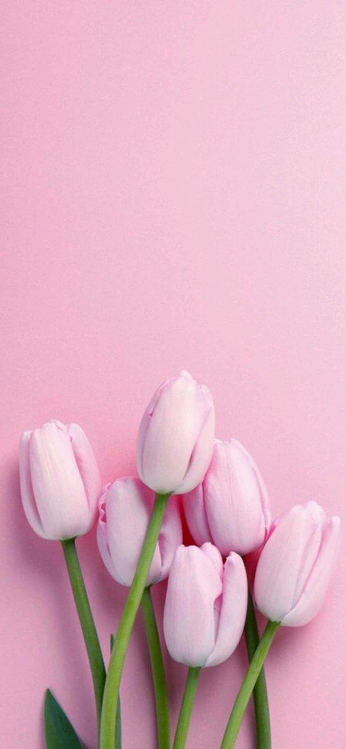 Quyến rũ với nền hồng pastel Hình nền
