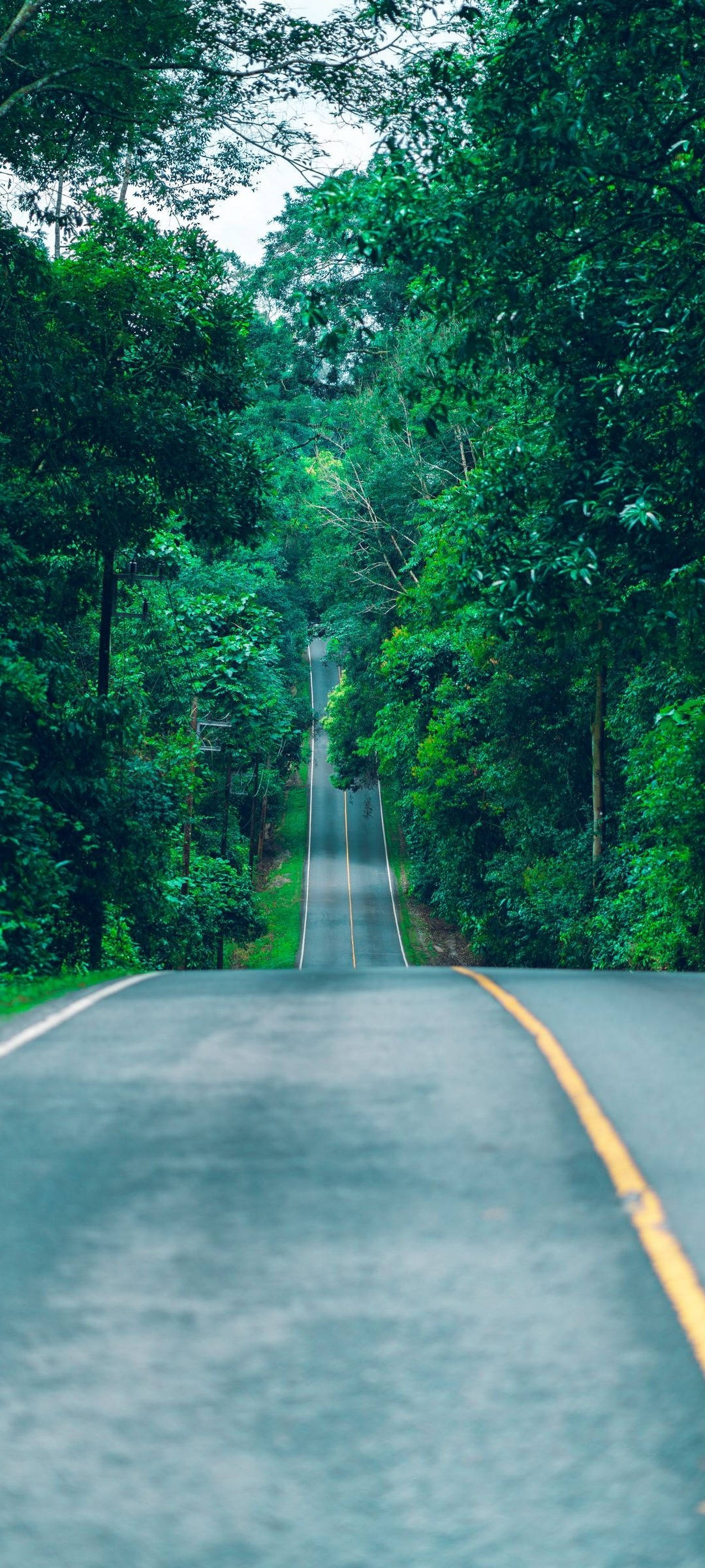 Redmi Note 10 Long Forest Road Hình nền