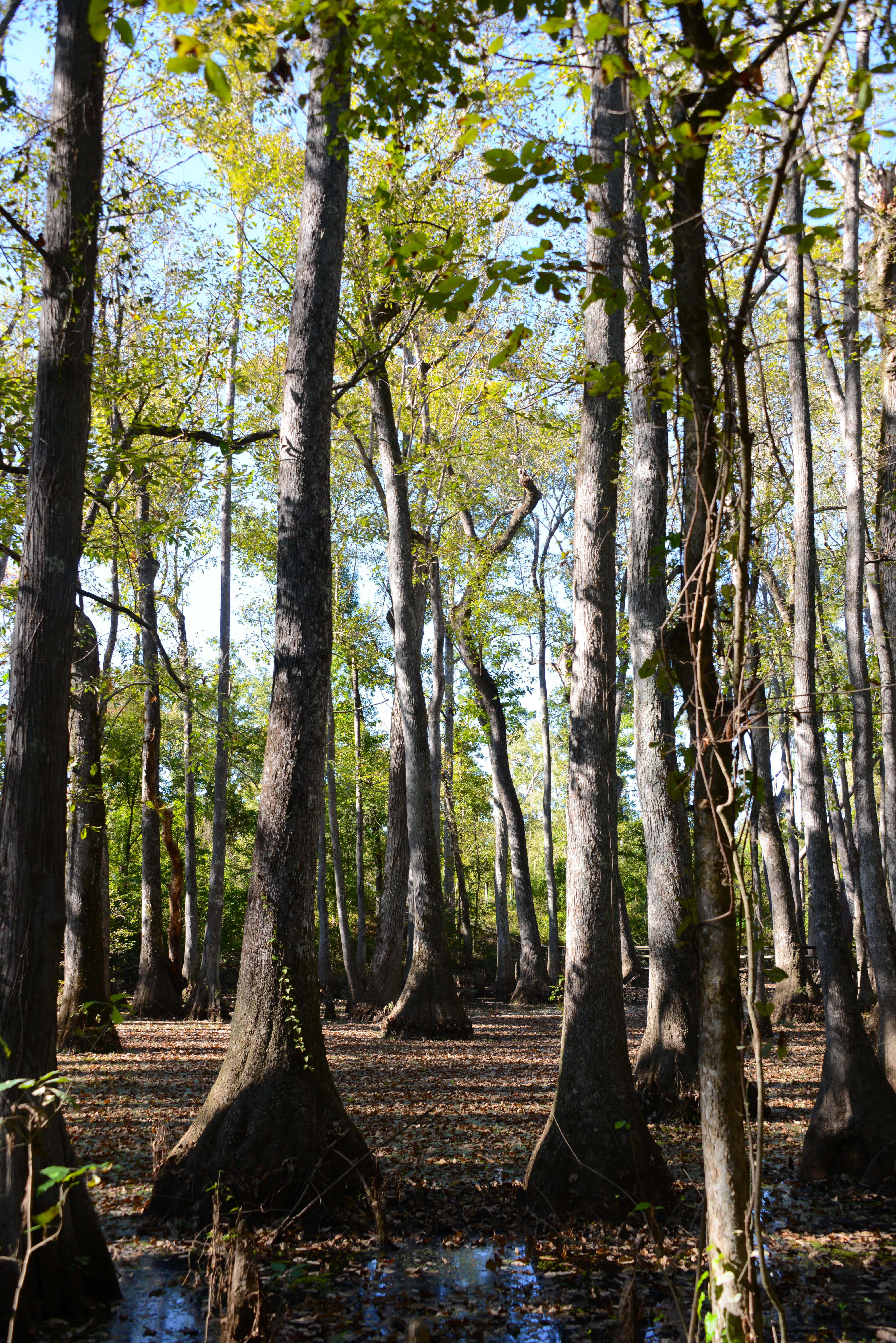 Rừng Mississippi Hình nền